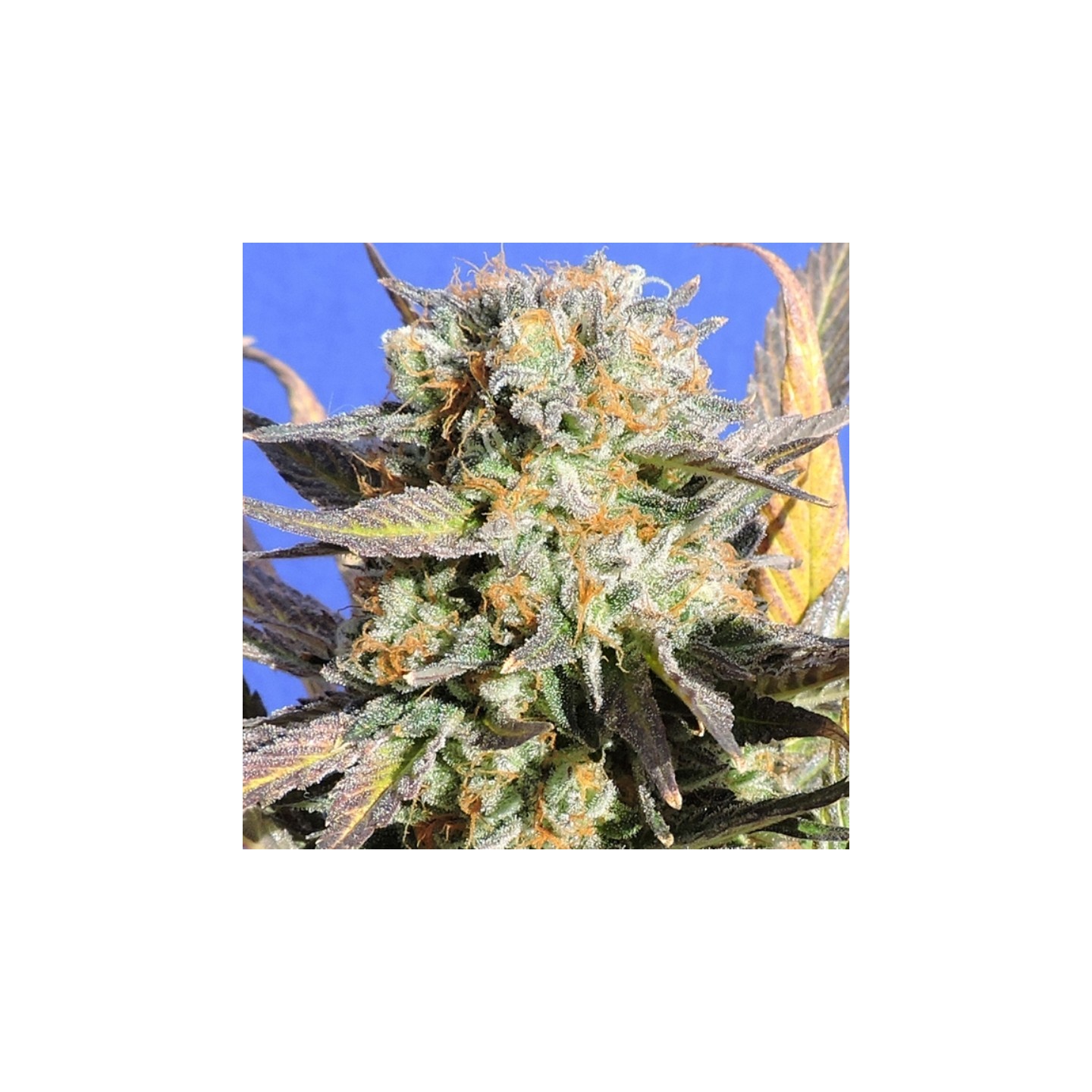 Grandaddy Black de Original Sensible