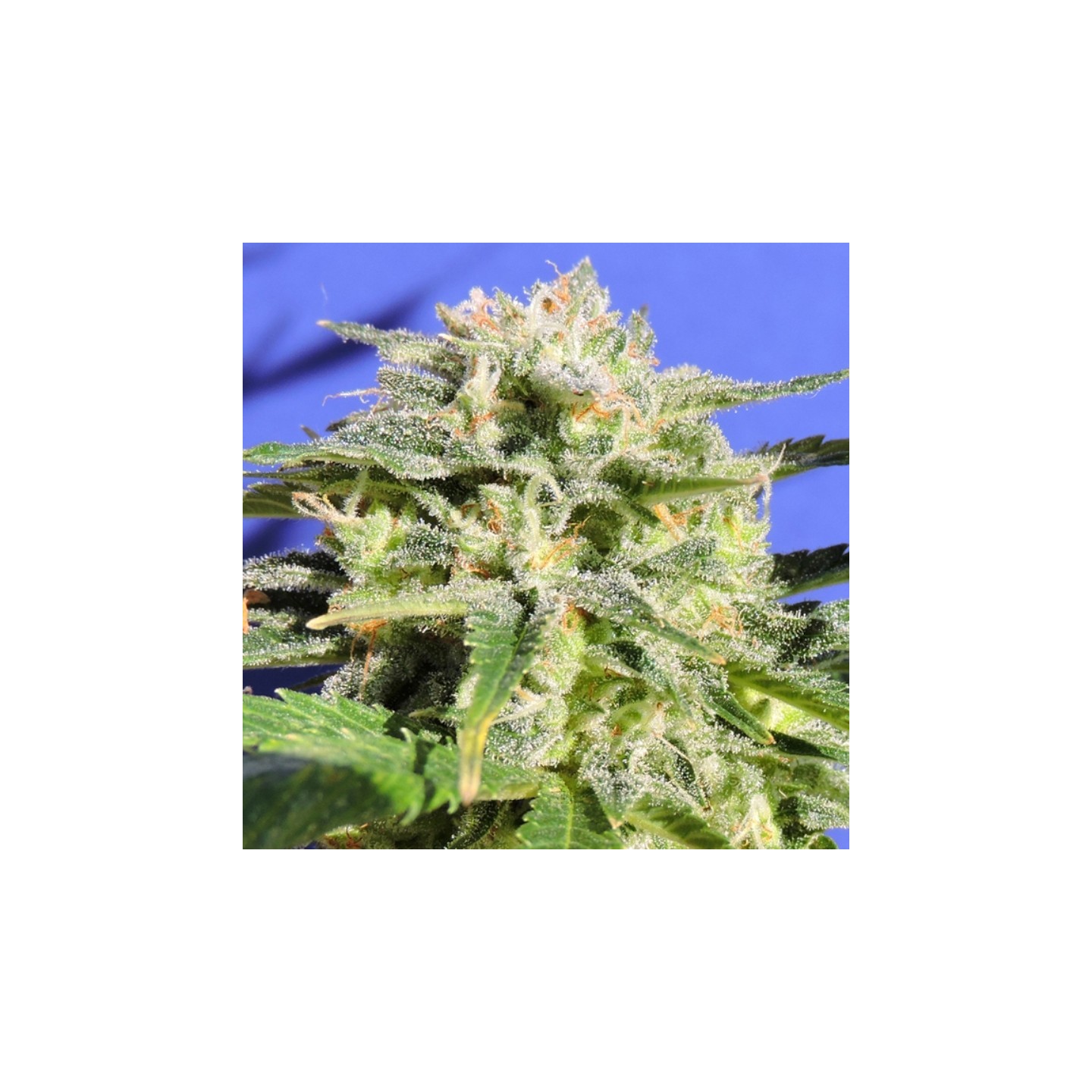 Lemonberry Haze Auto de Original Sensible