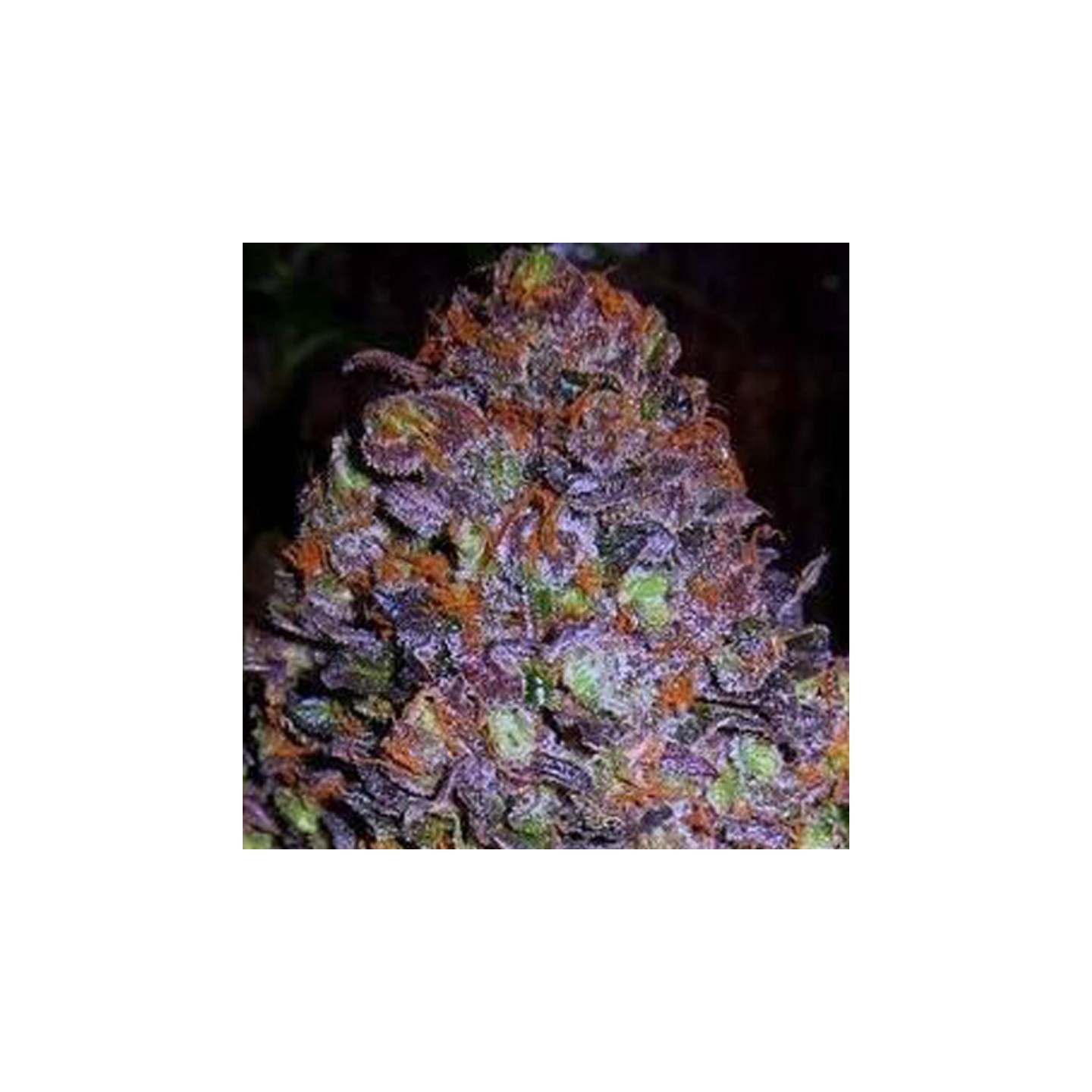 Purple Haze Auto de Original Sensible