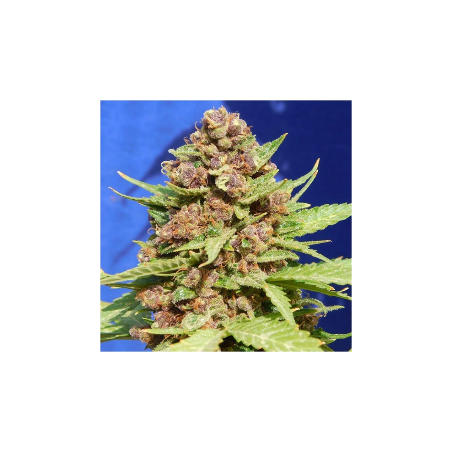 Purple Punch Cookies de Original Sensible