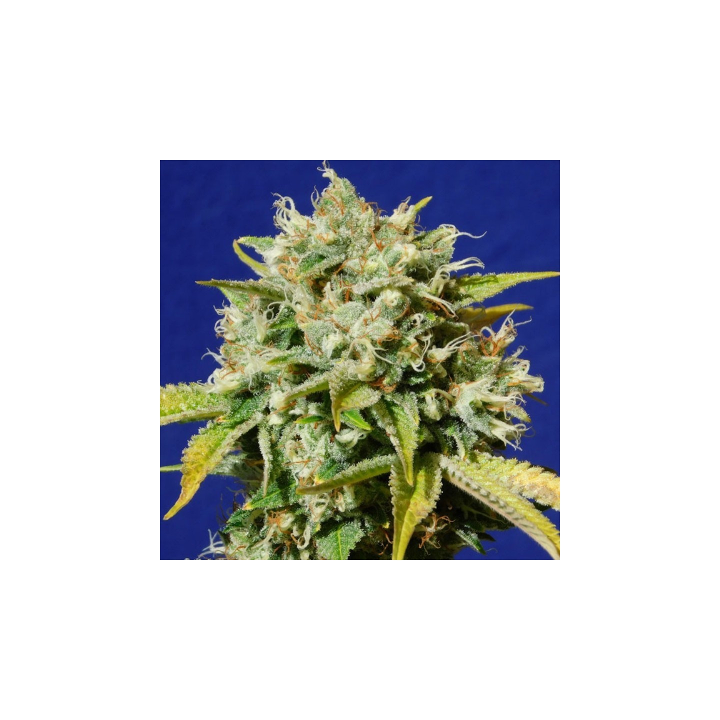 Sweet Peach Auto Cbd de Original Sensible