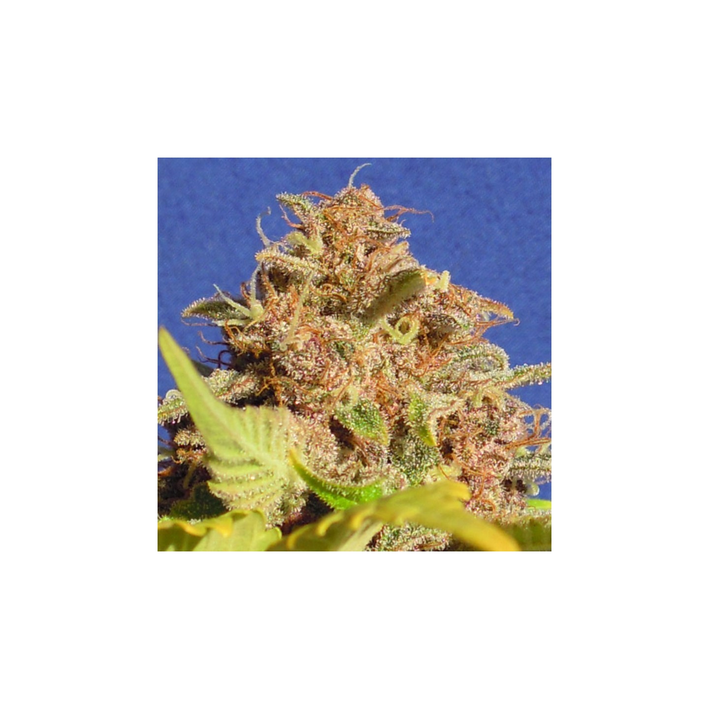 Wedding Cake Auto de Original Sensible