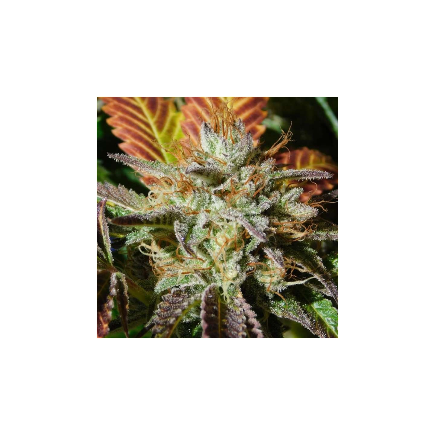Wedding Cookies de Original Sensible