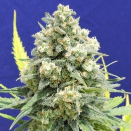 White Critical de Original Sensible