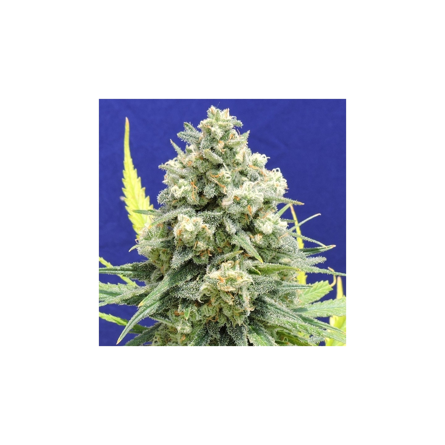 White Critical de Original Sensible