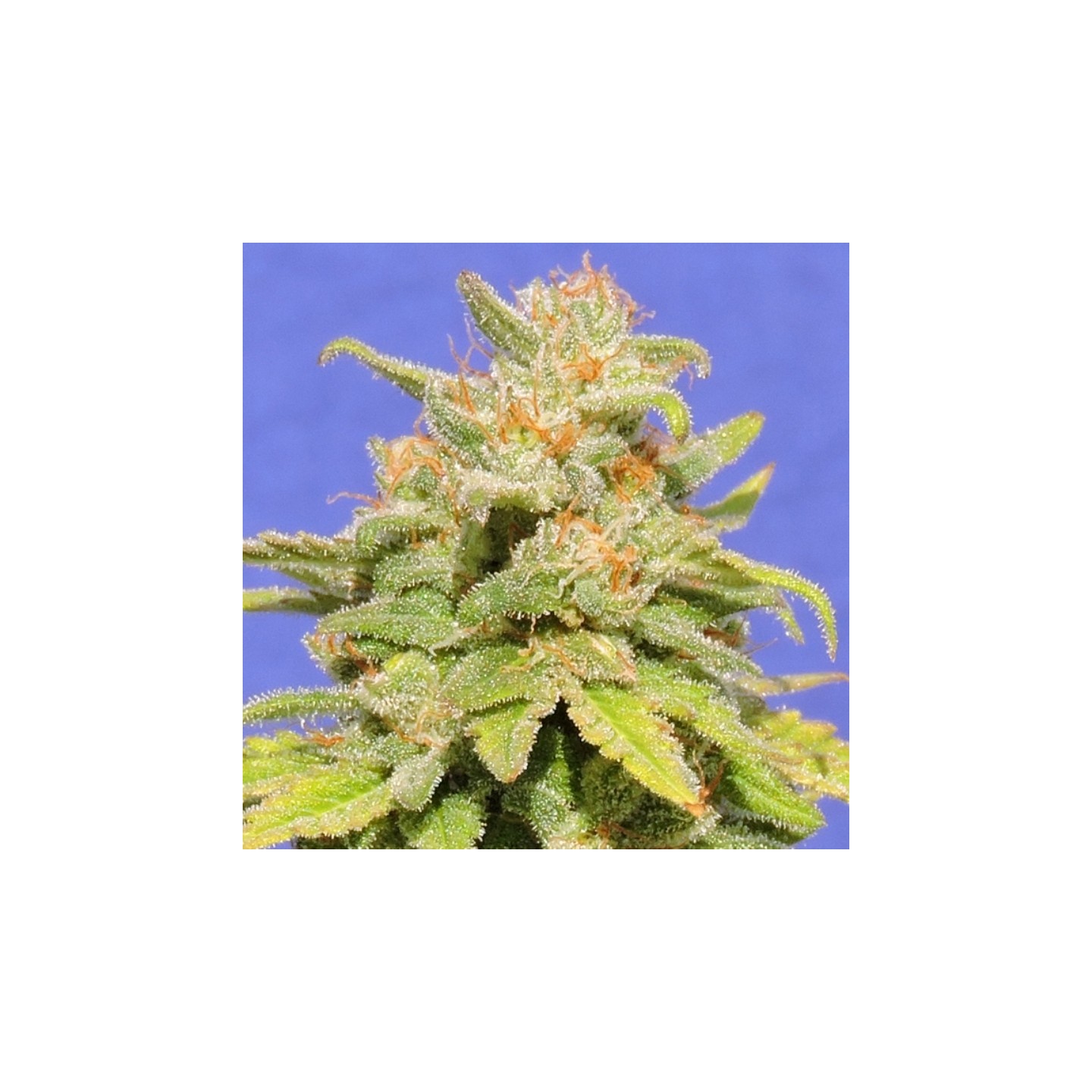 White Crystal Meth Auto de Original Sensible