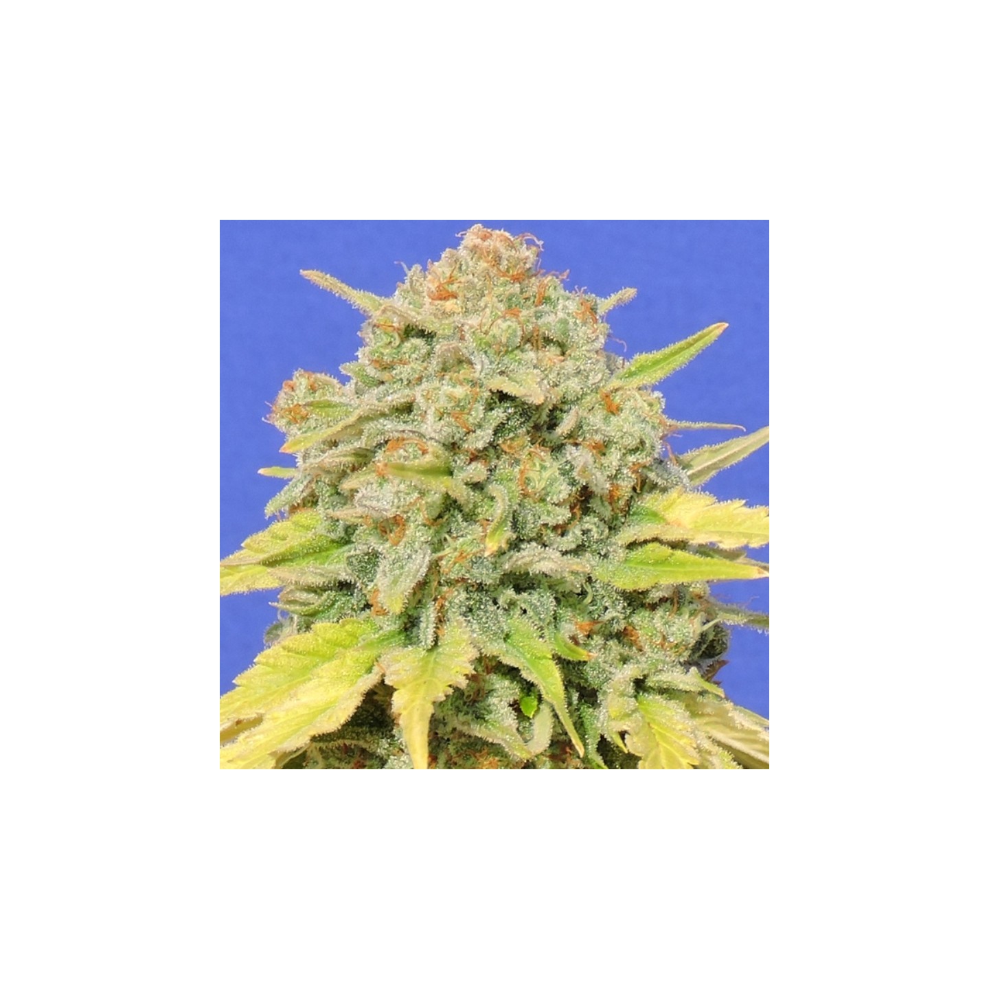 Zkittlez de Original Sensible