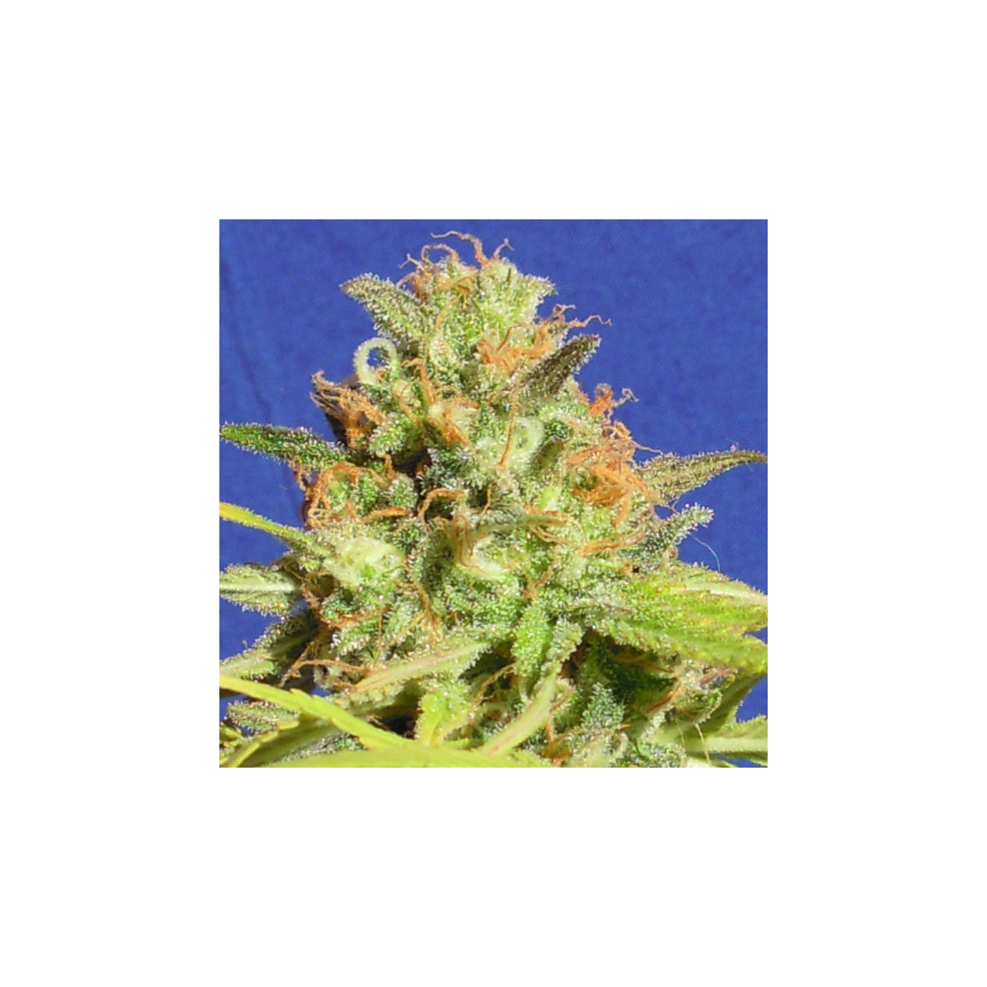 Zkittlez Auto de Original Sensible