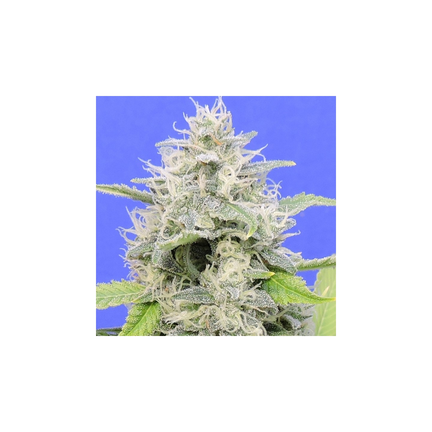Zkittzy Gorilla de Original Sensible