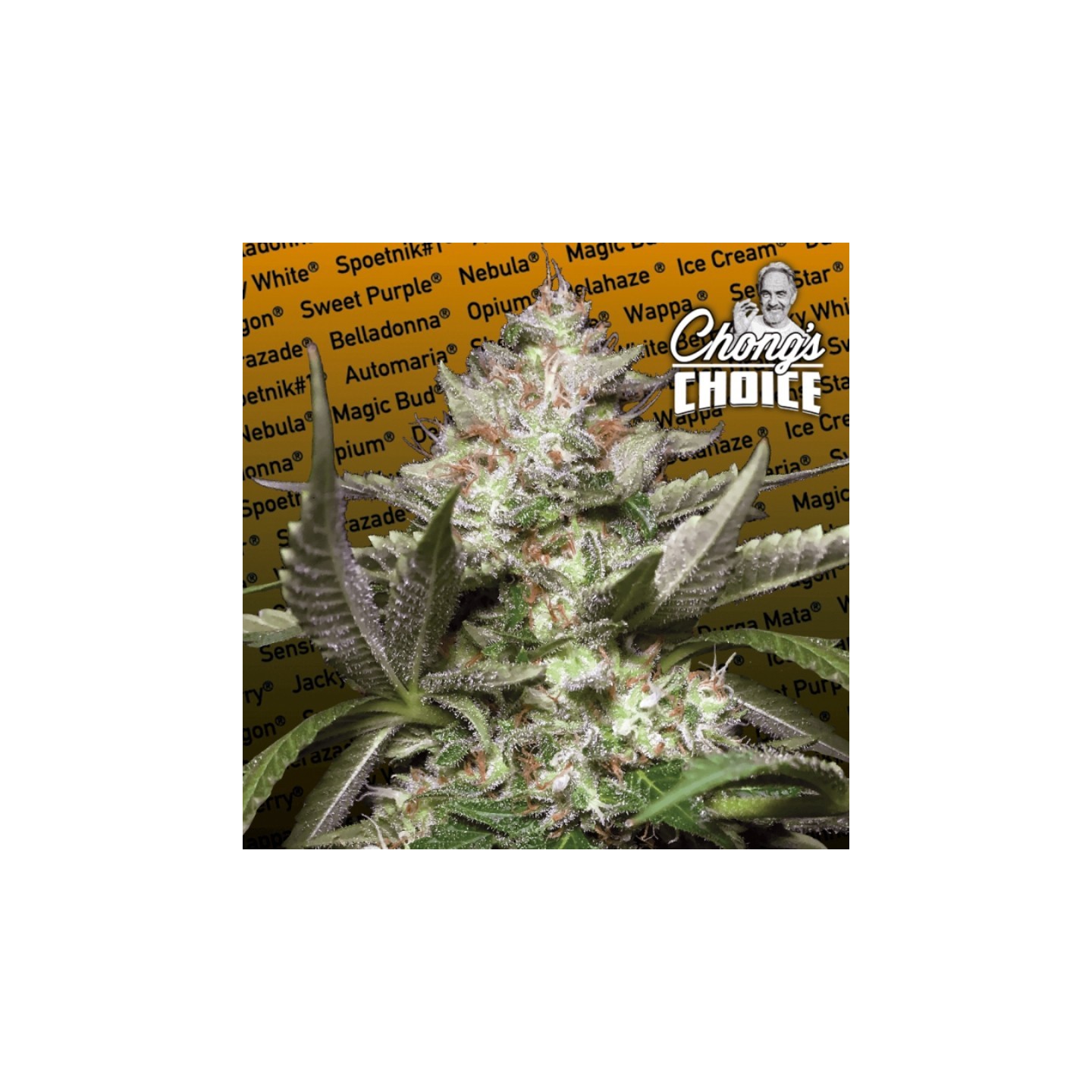 Auto Kong 4 de Paradise Seeds