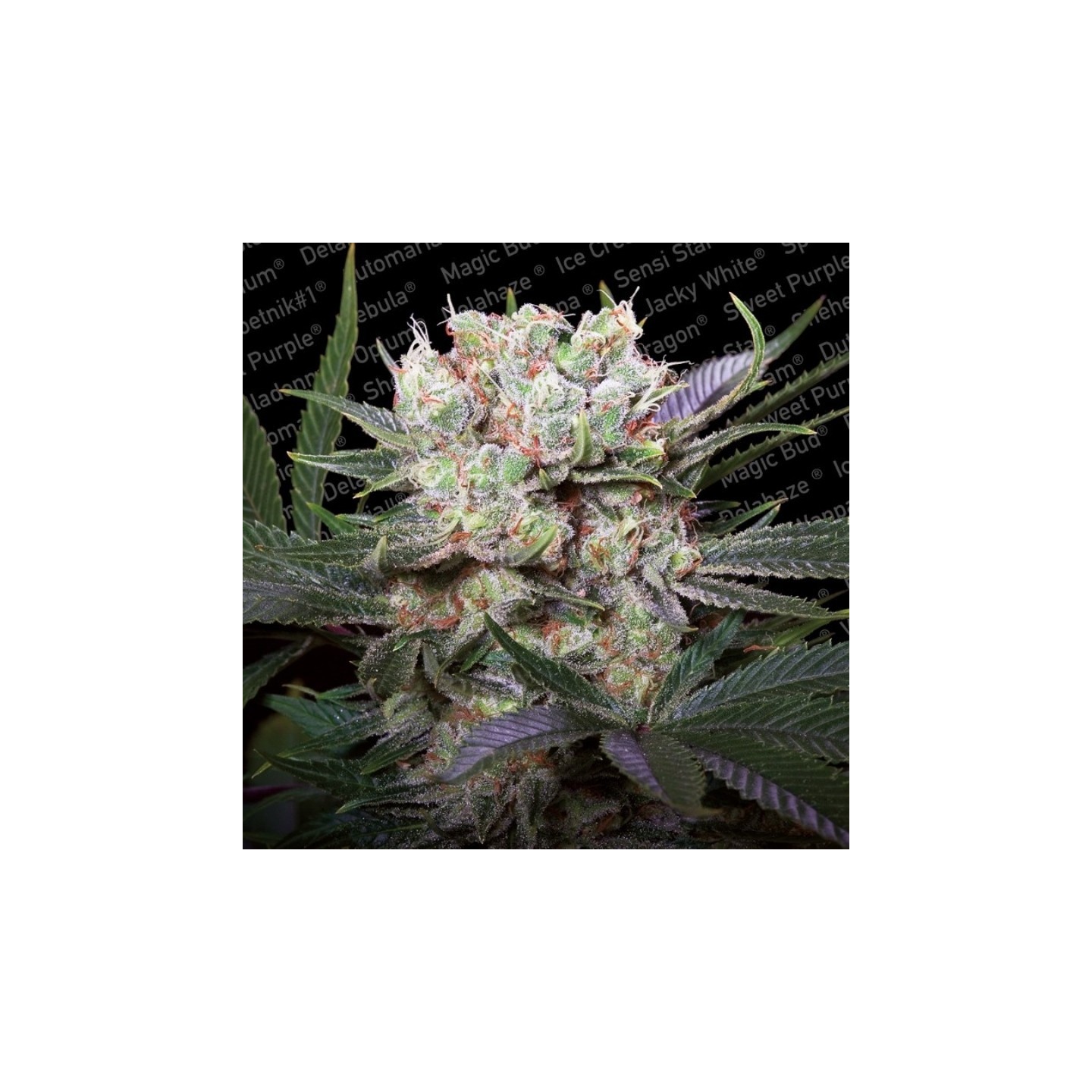 Californian Gold de Paradise Seeds