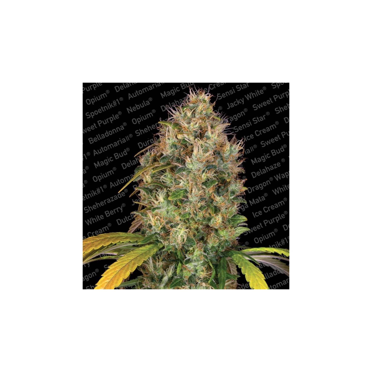 Dutch Kush de Paradise Seeds