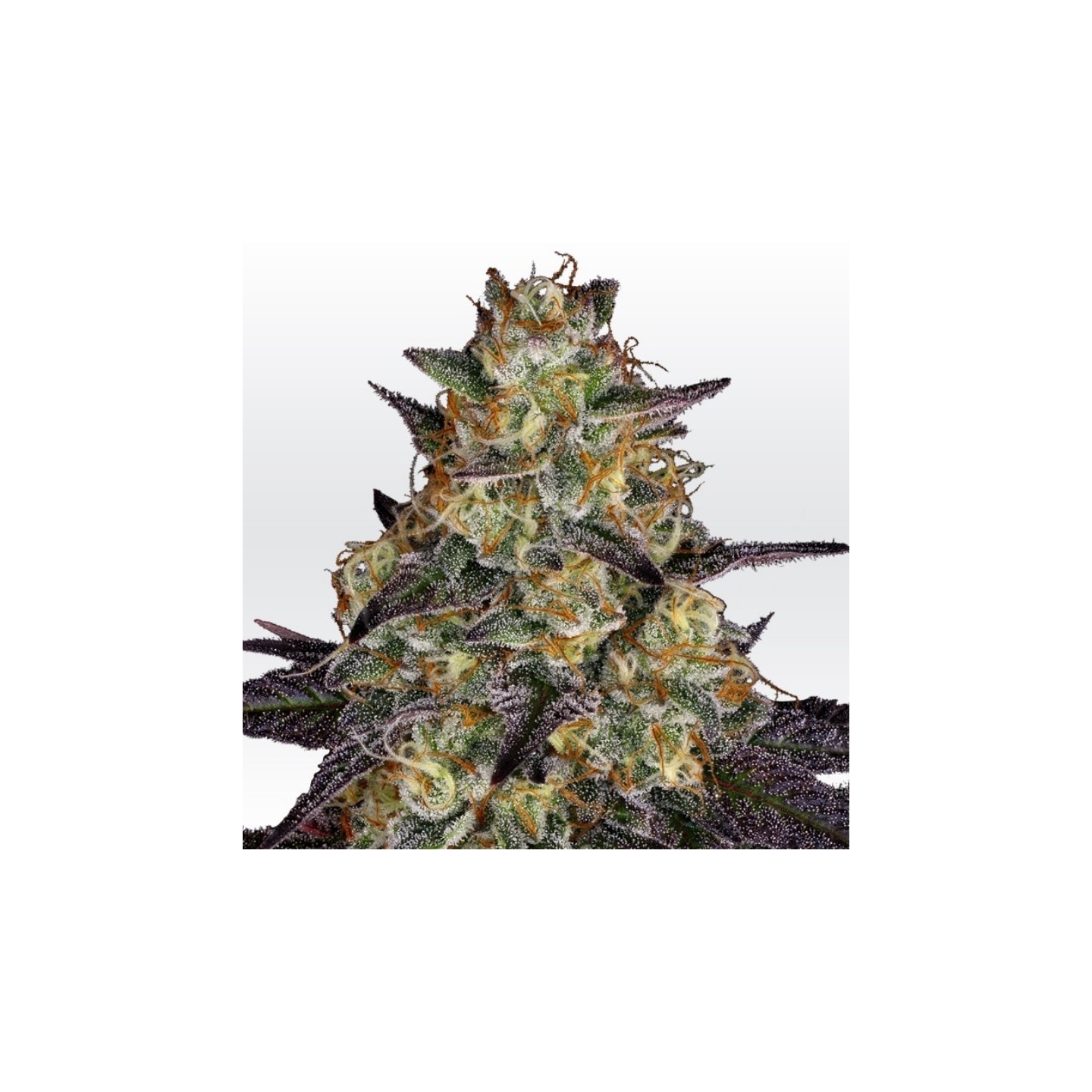 El Dorado Og de Paradise Seeds