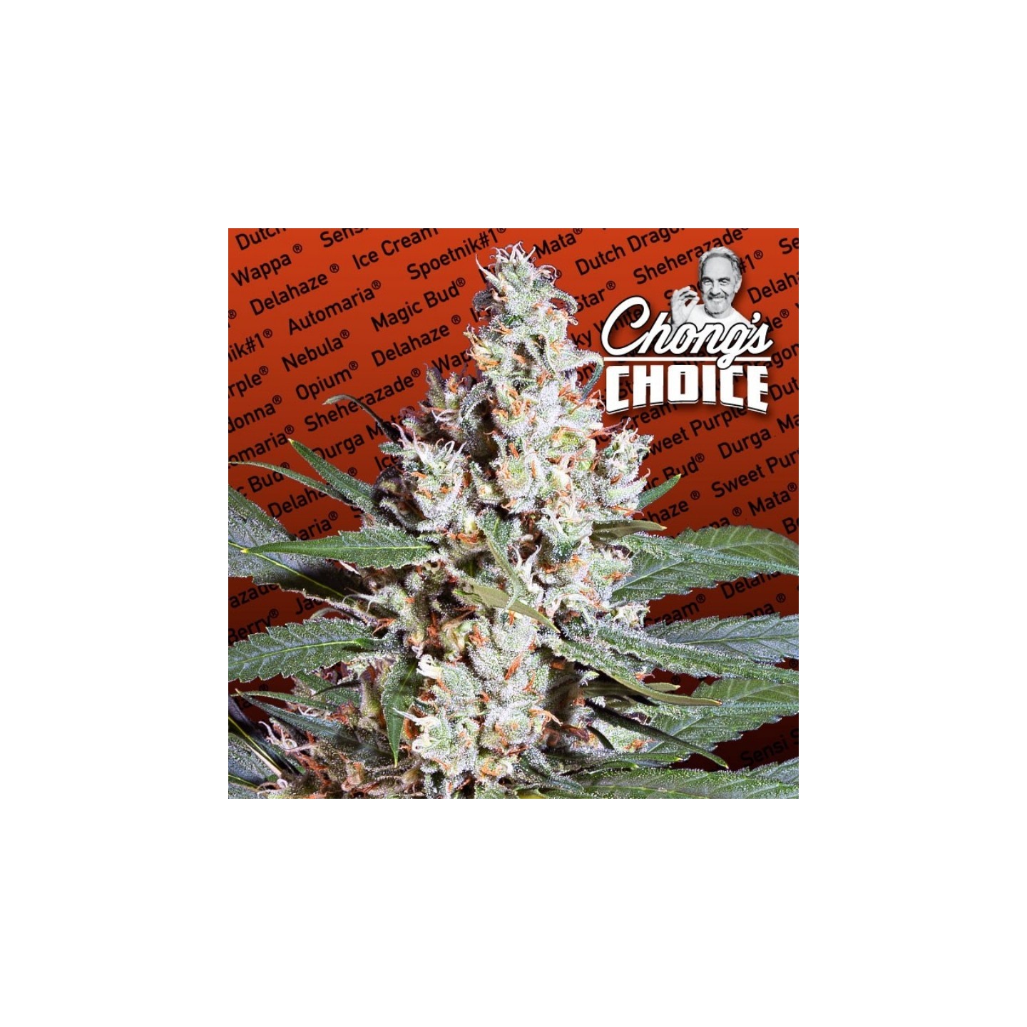 L.A. Amnesia de Paradise Seeds