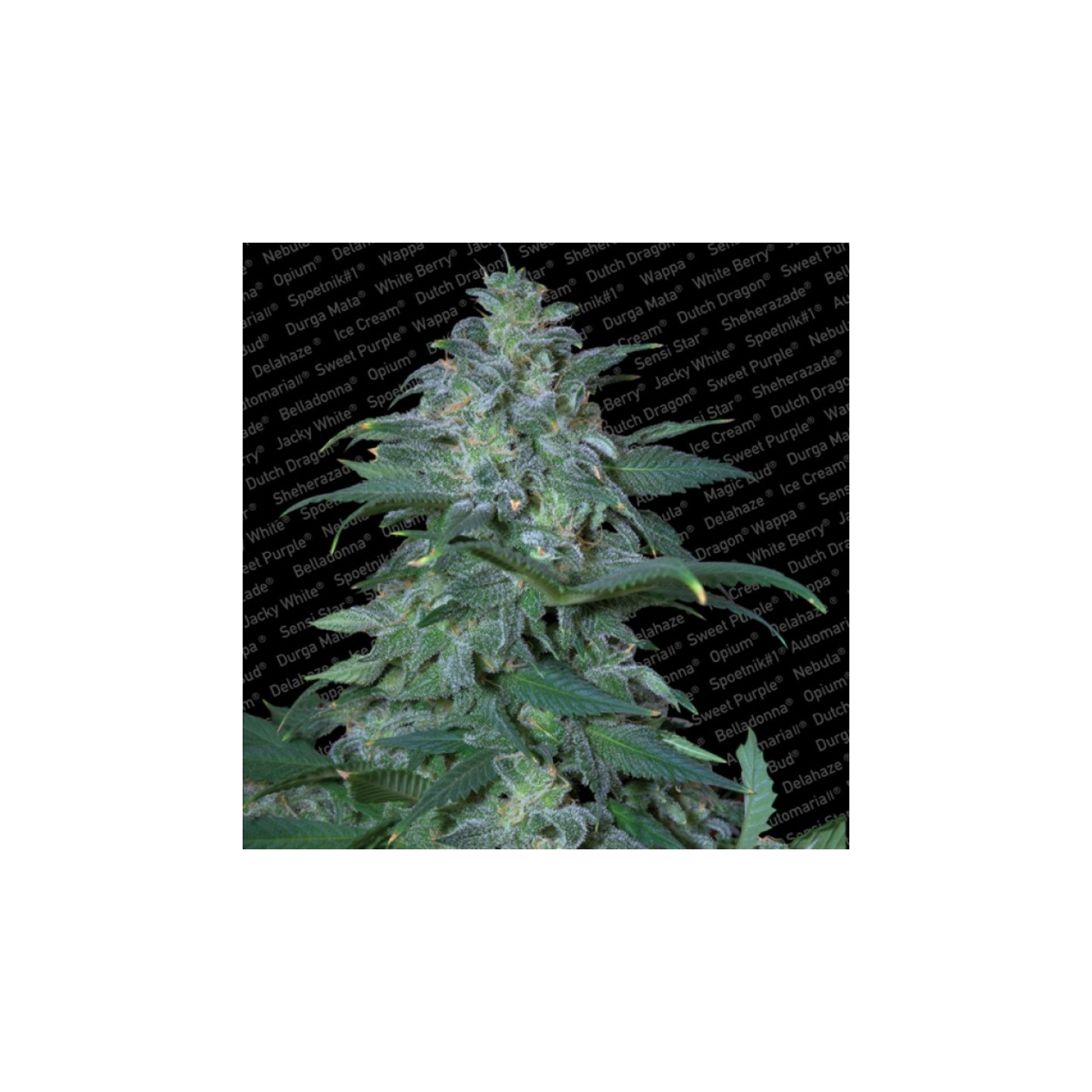 Magic Bud de Paradise Seeds