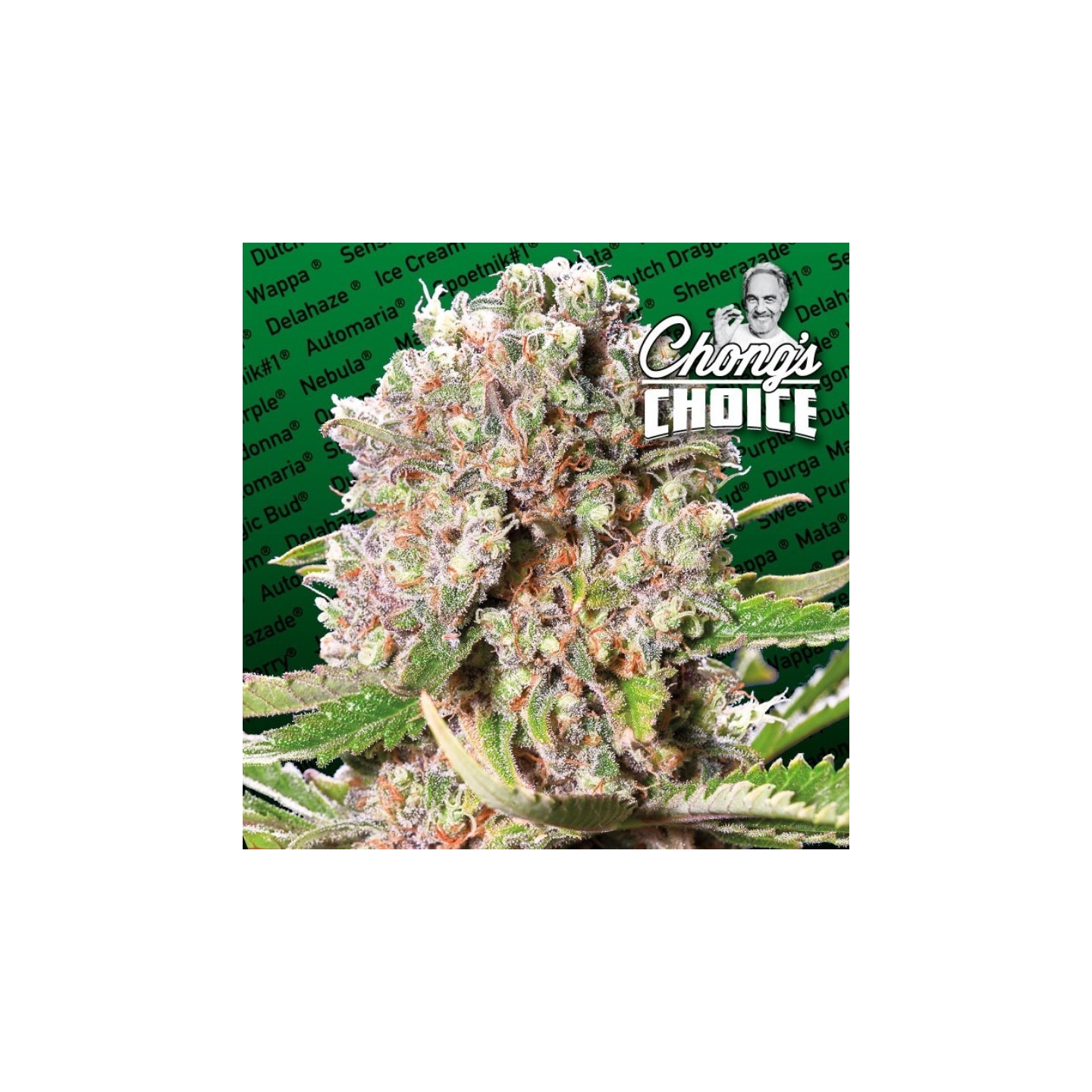 Mendocino Skunk de Paradise Seeds