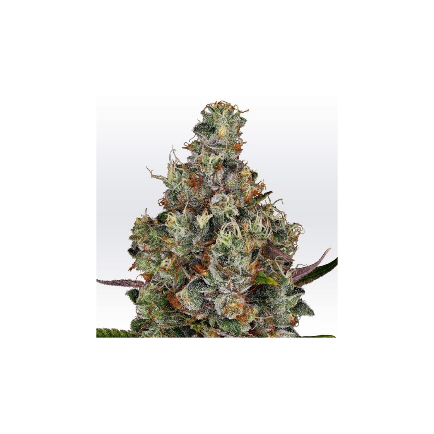 Rainbow Road de Paradise Seeds