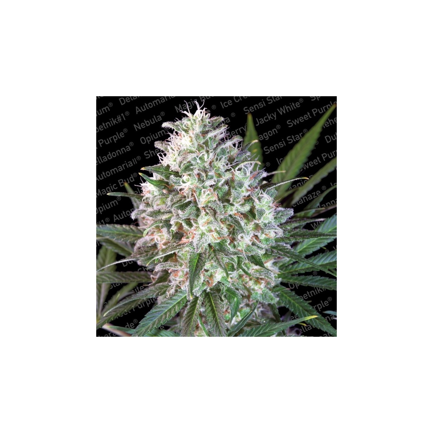 Space Cookies de Paradise Seeds