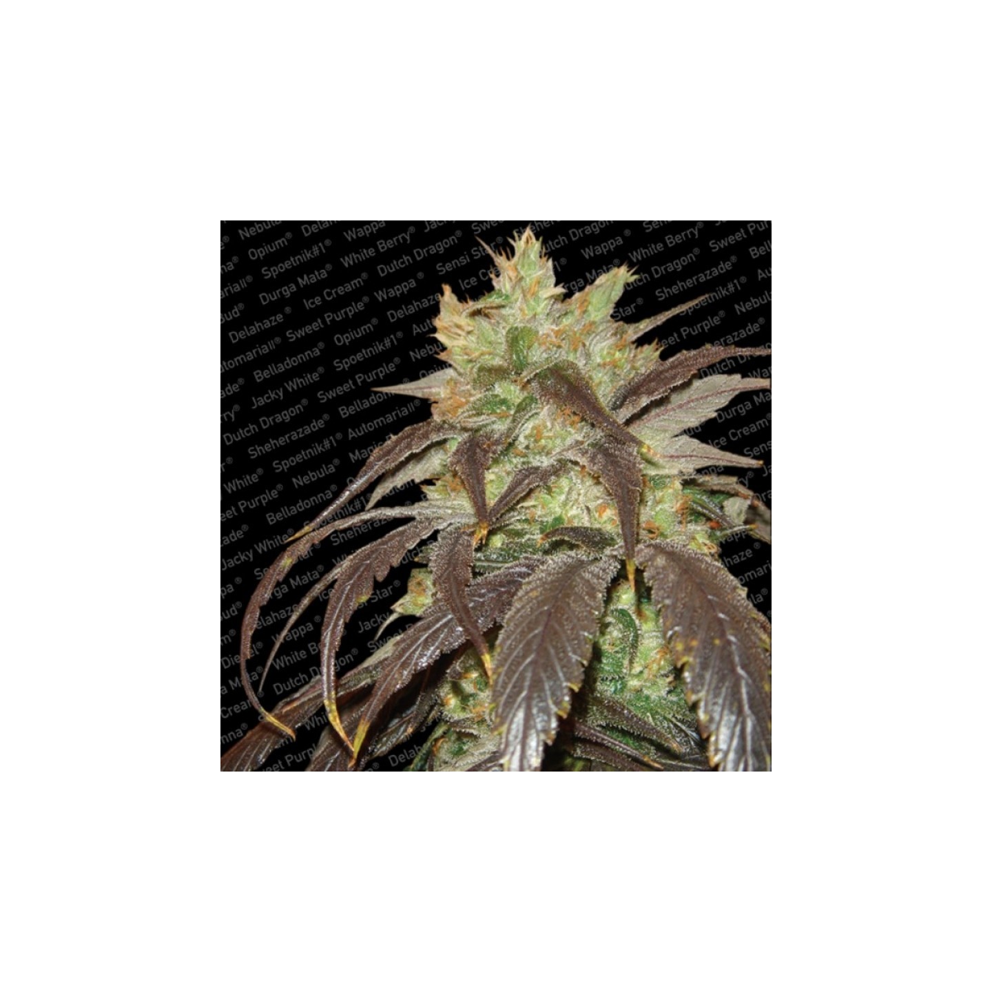 Spoetnik # 1 de Paradise Seeds