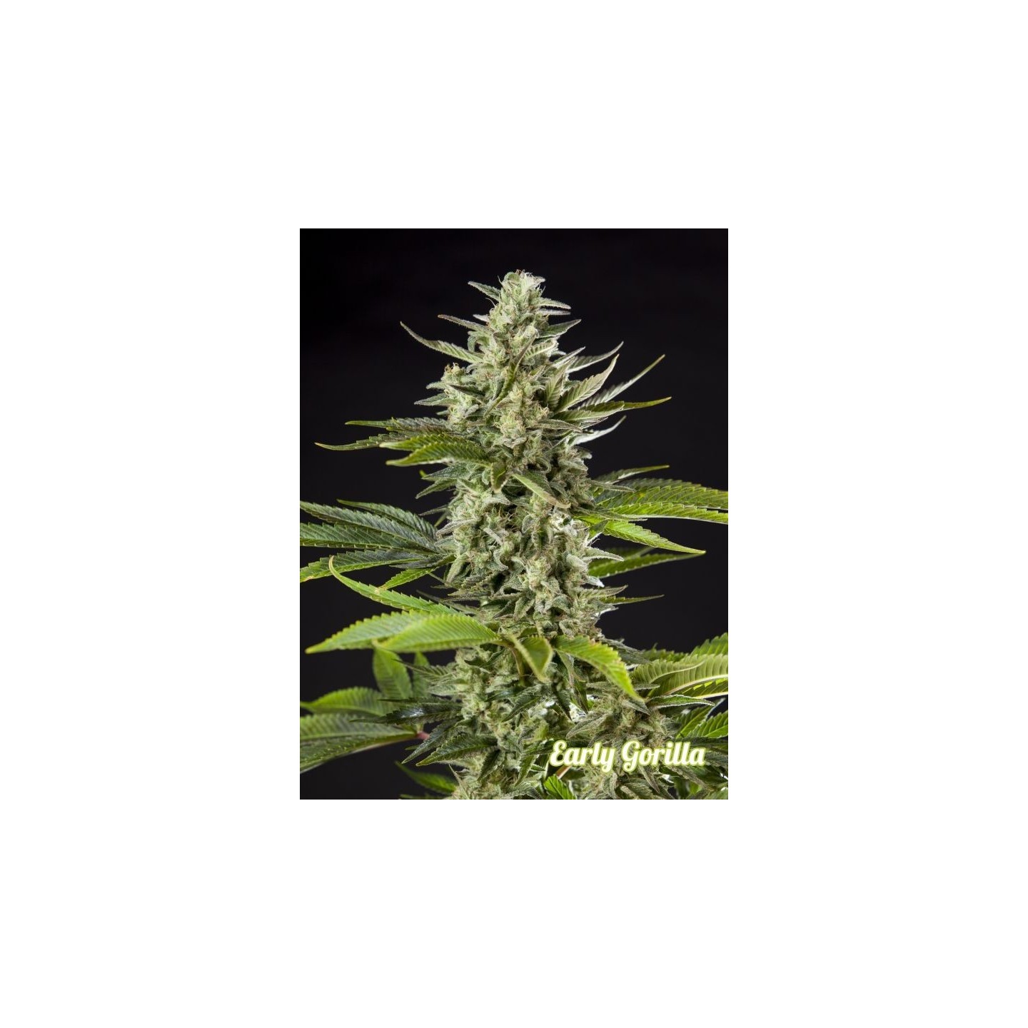 Early Gorilla de Philosopher Seeds