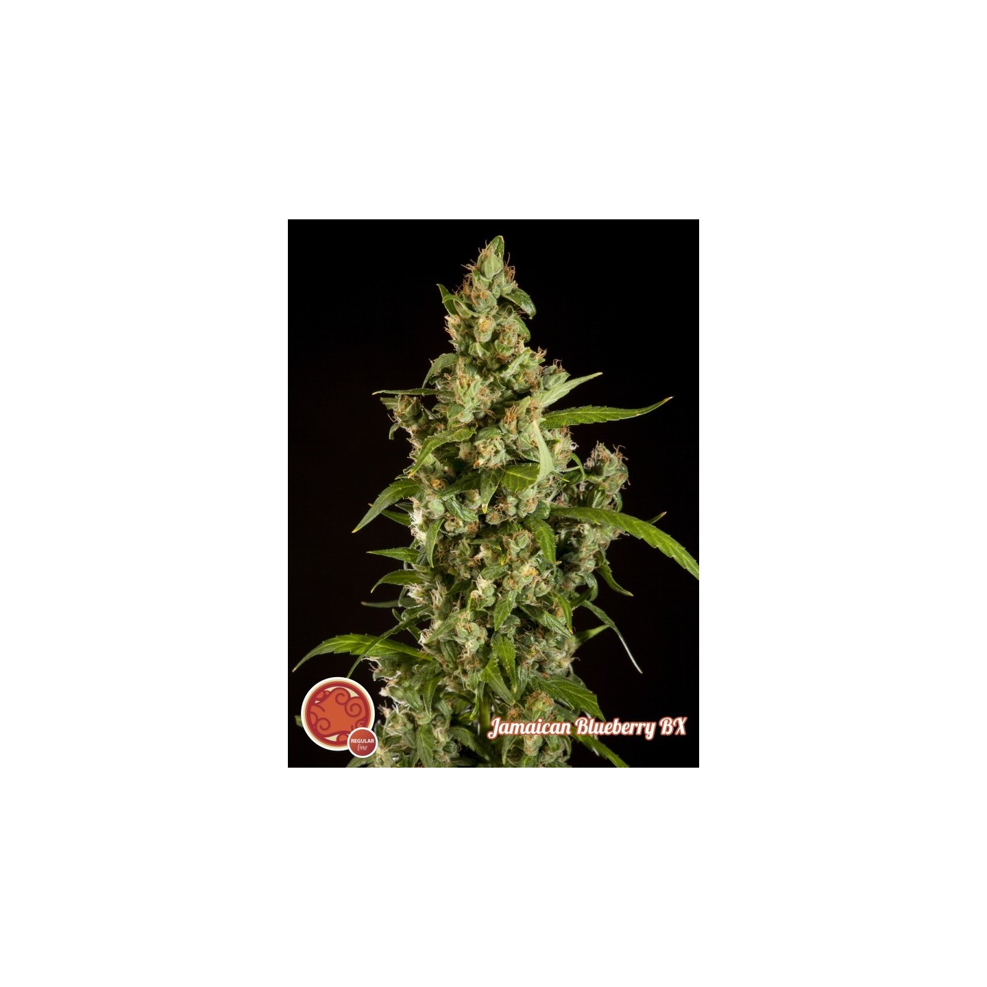 Jamaican Blueberry Bx Regular de Philosopher Seeds
