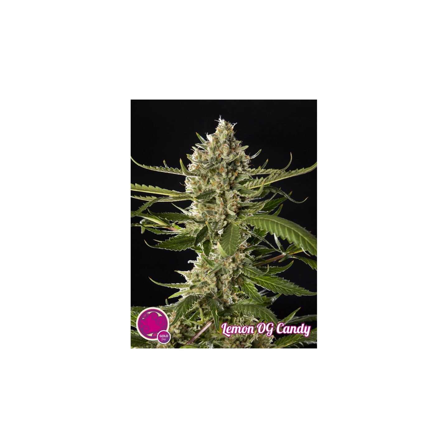 Lemon Og Candy de Philosopher Seeds