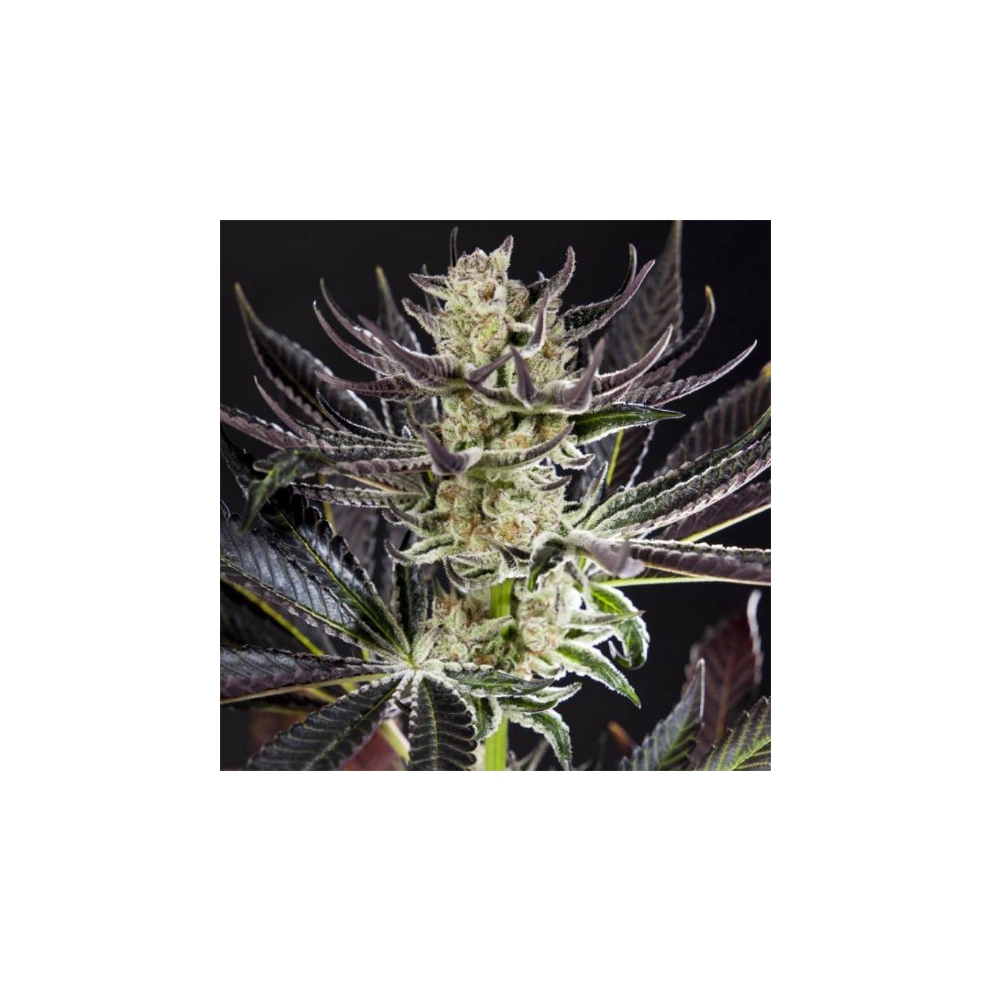 Purple Punch X Do-Si-Dos de Philosopher Seeds