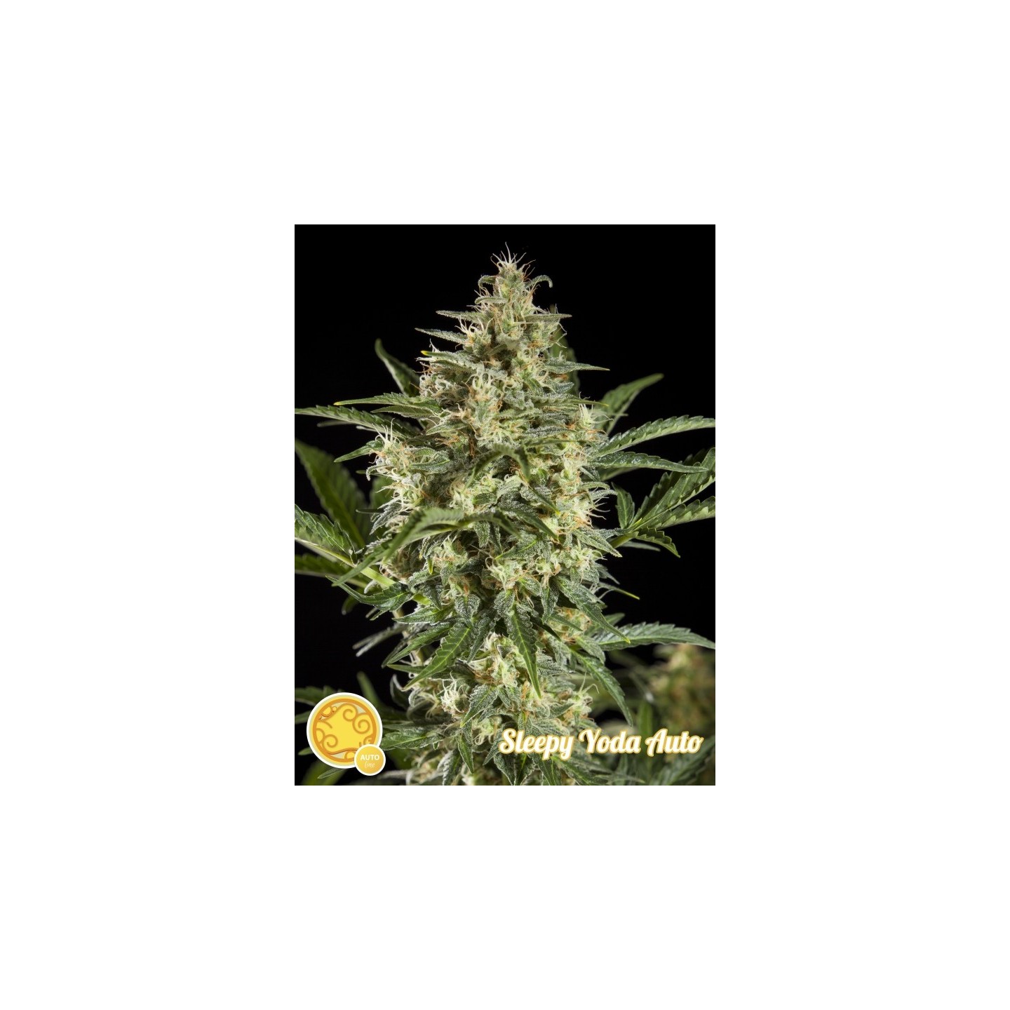 Sleepy Yoda Auto de Philosopher Seeds