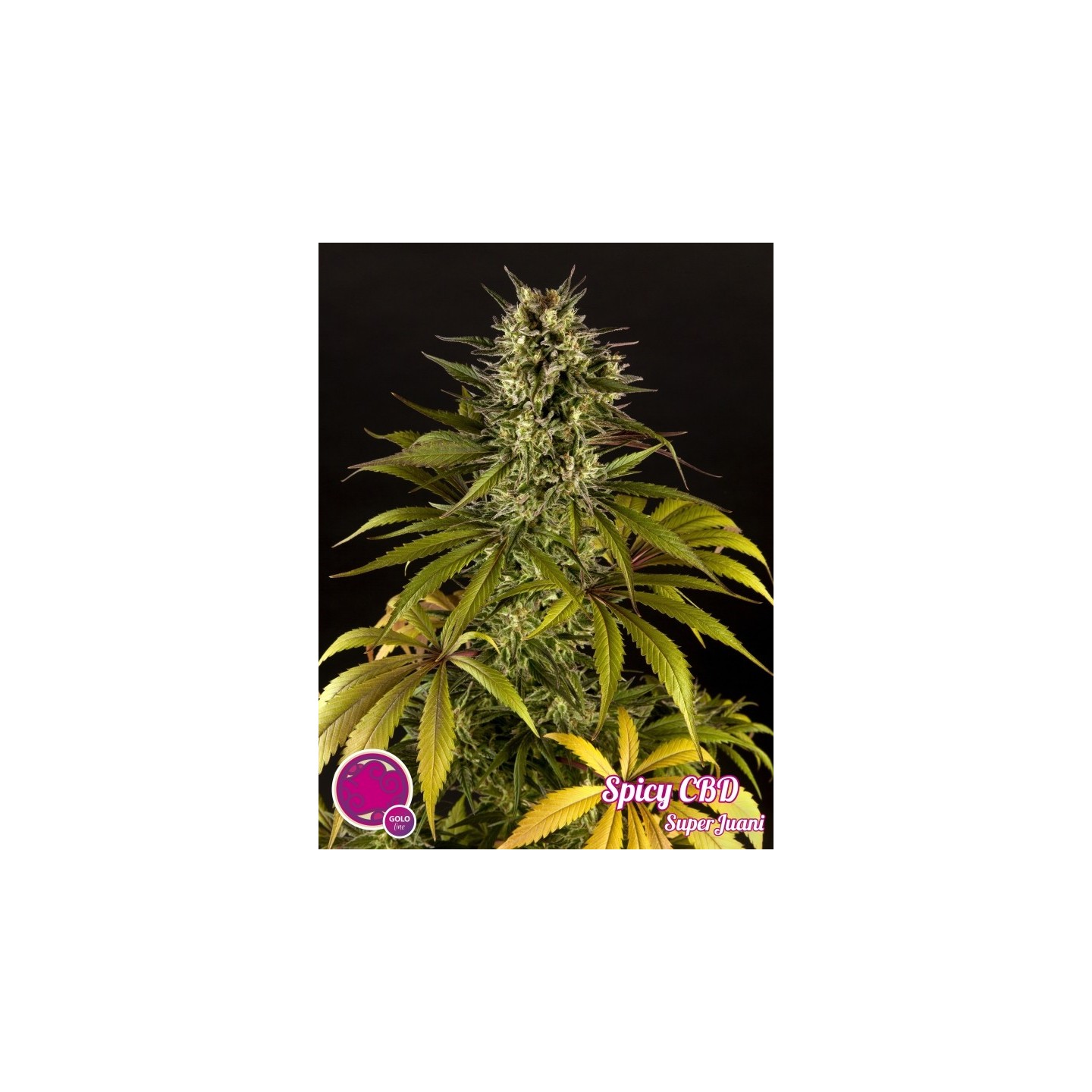 Spicy Cbd de Philosopher Seeds