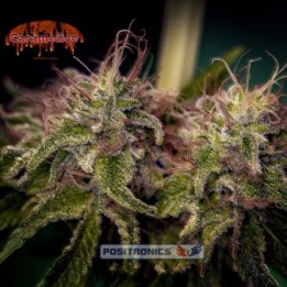 Caramelice de Positronics