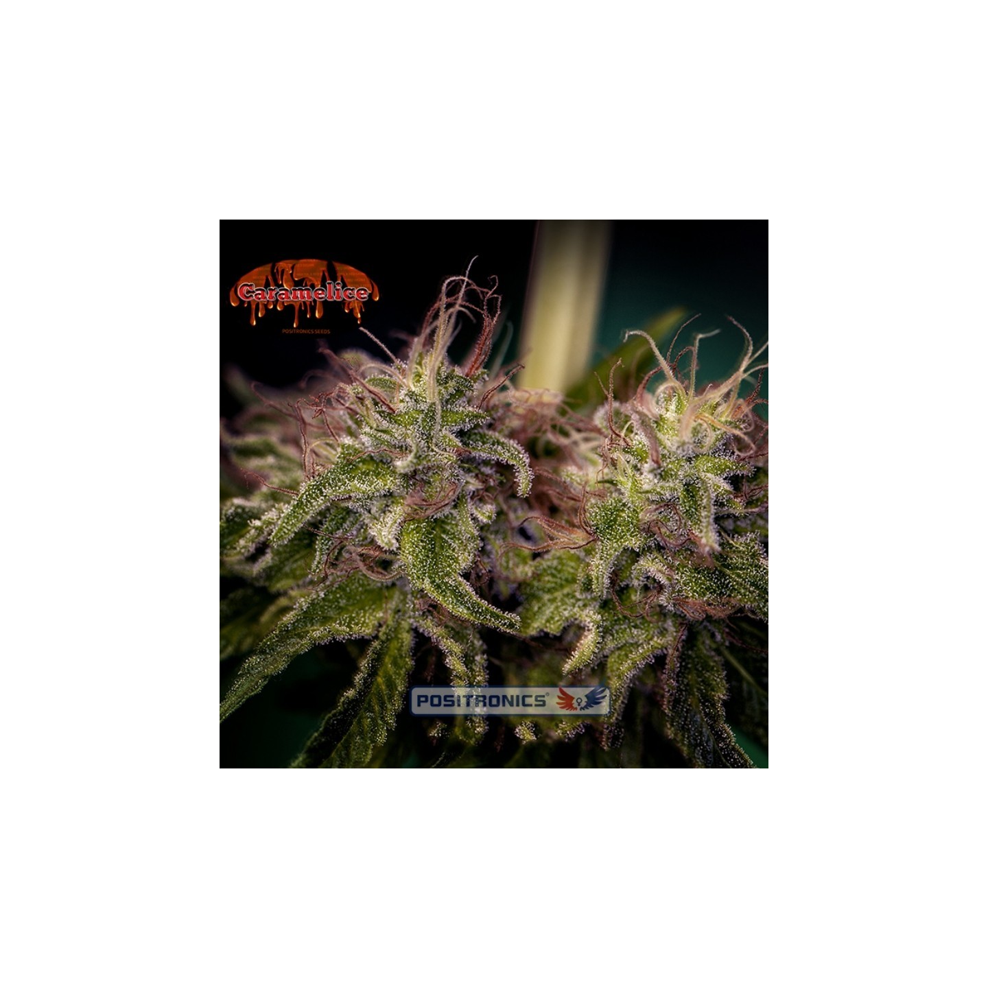 Caramelice de Positronics