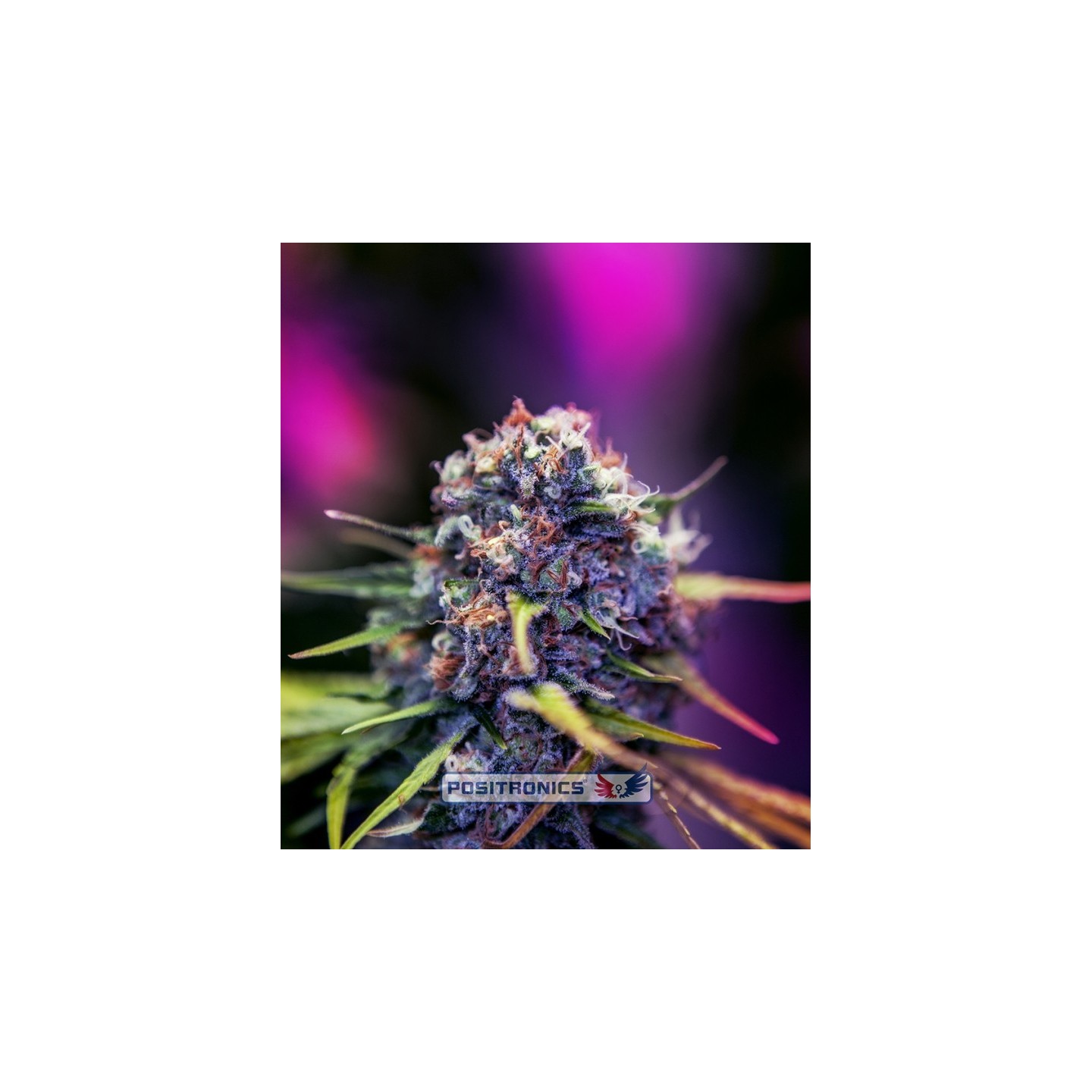 Cbd + Caramelice Express de Positronics