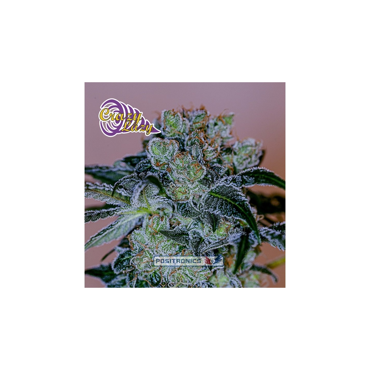 Crazy Lazy (Edicion Especial Eeuu) de Positronics