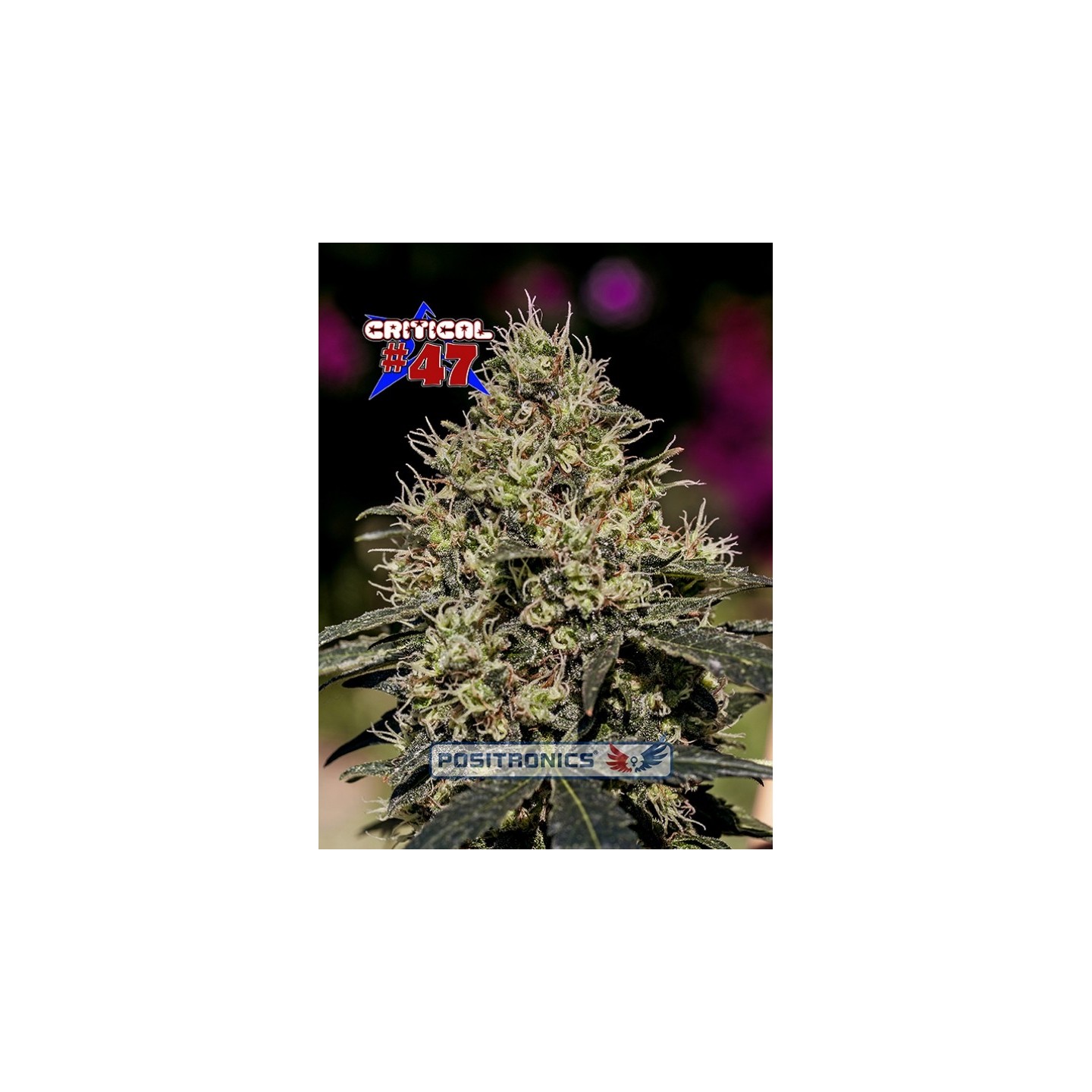 Critical # 47 de Positronics