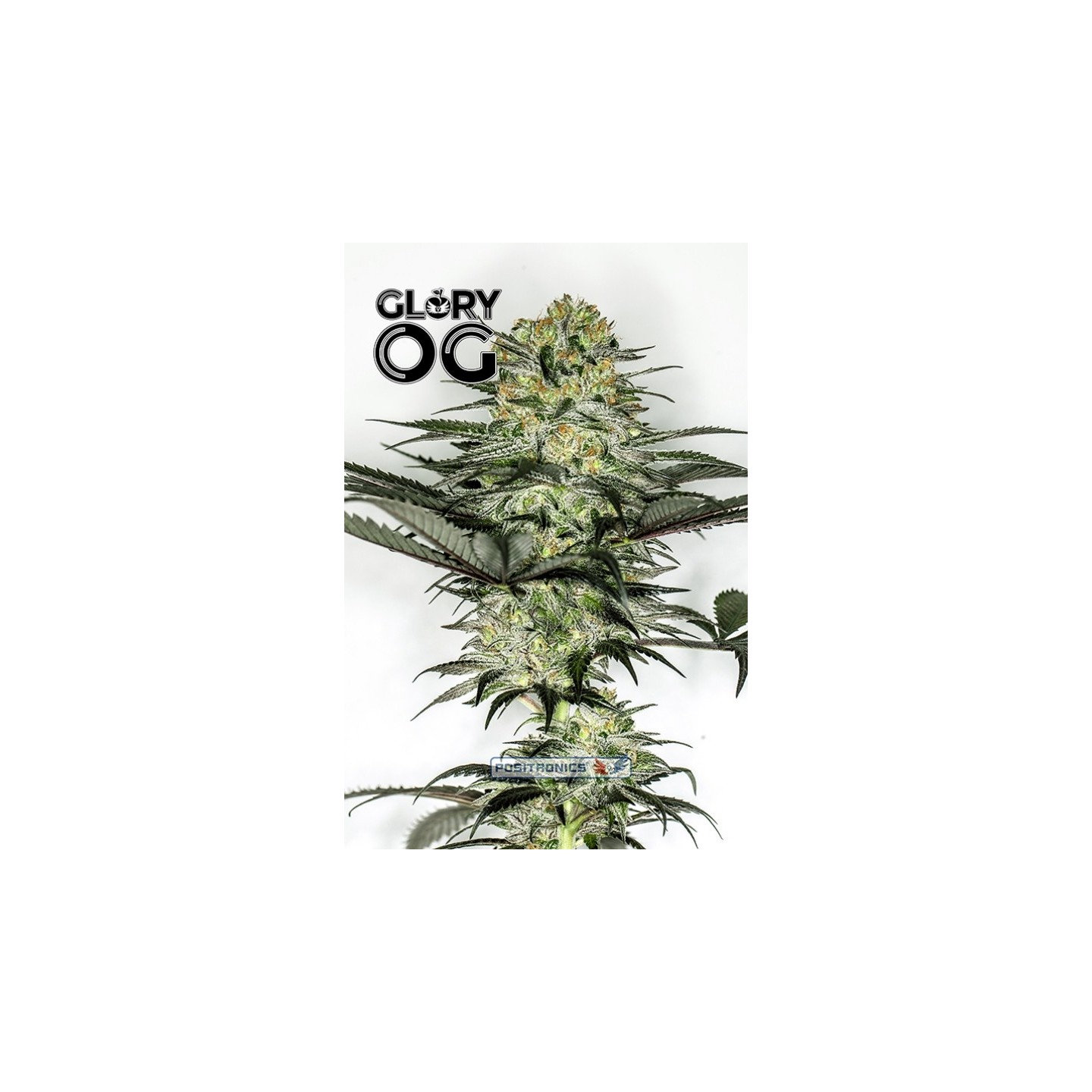 Glory Og de Positronics