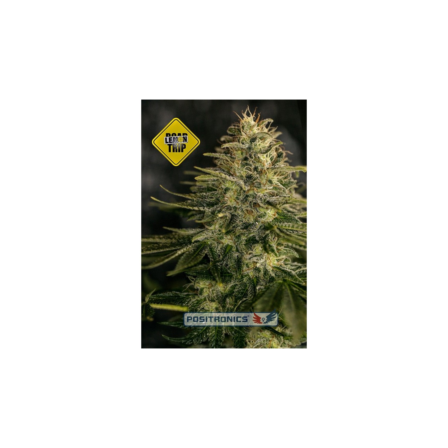 Lemon Trip de Positronics