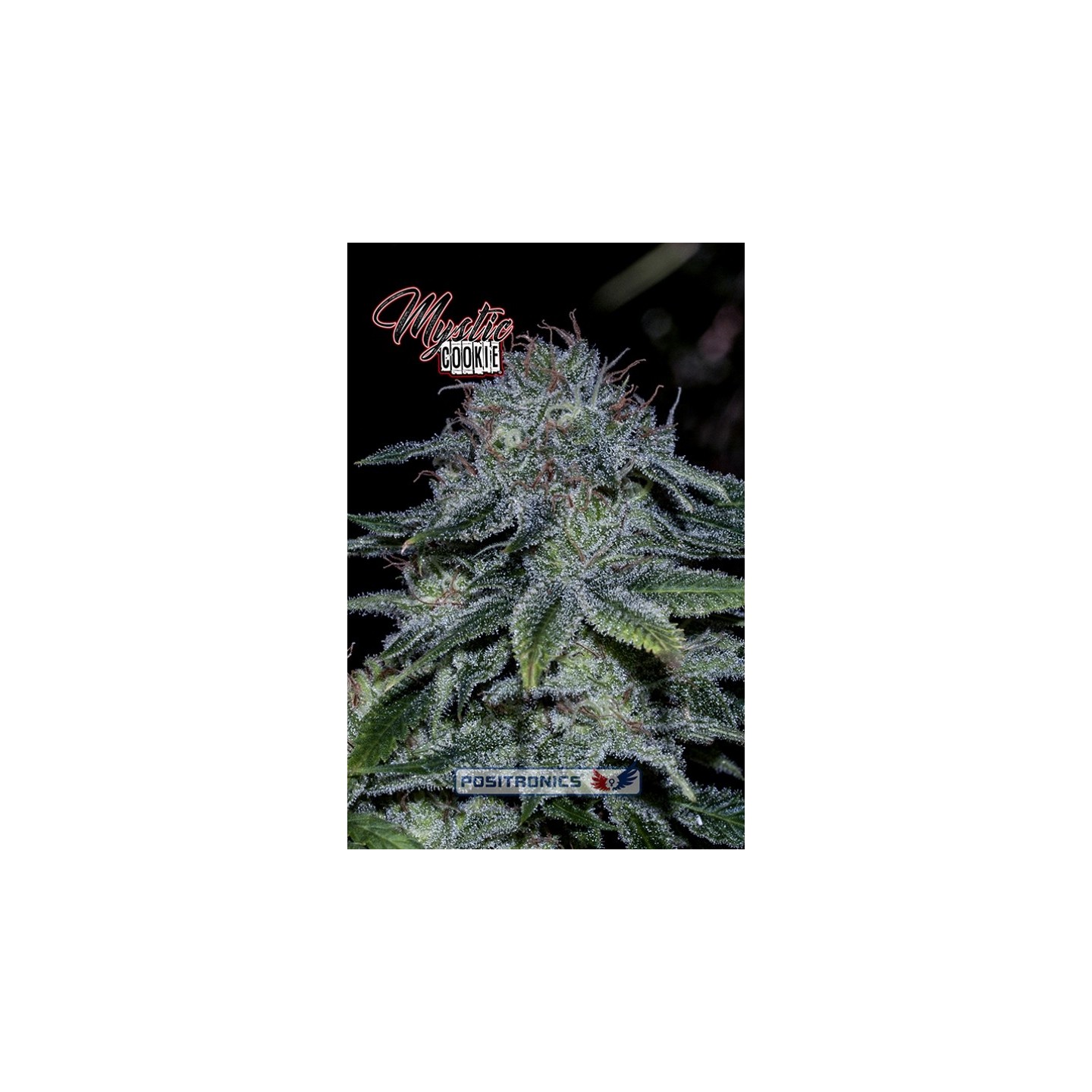 Mystic Cookie (Edicion Especial Eeuu) de Positronics