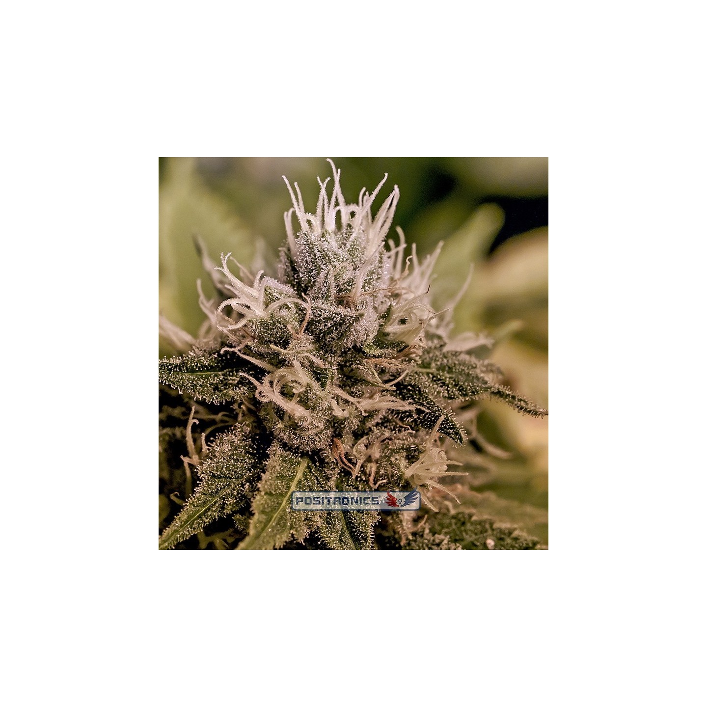 Mystic Cookie Express de Positronics