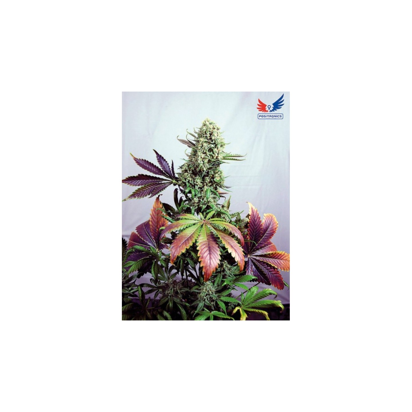 Purple Haze 1 de Positronics