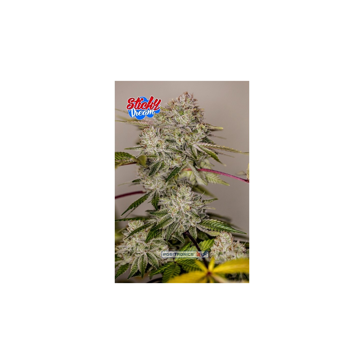 Sticky Dream (Edicion Especial Eeuu) de Positronics