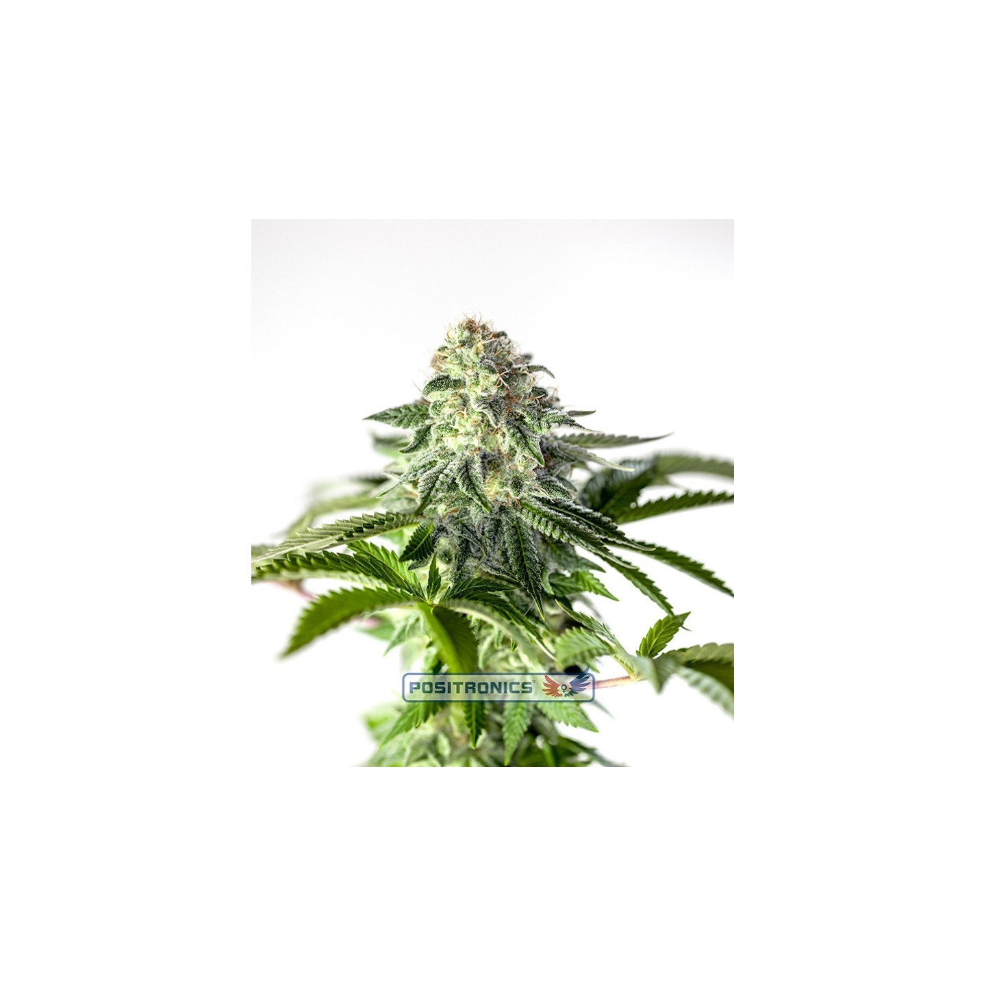 Sticky Dream Express de Positronics