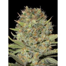 Auto Doble Gum de Professional Seeds
