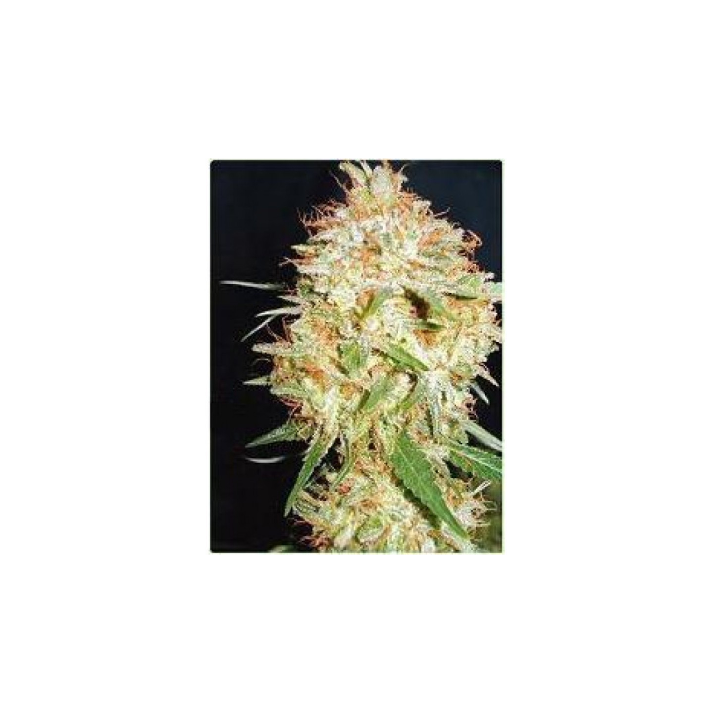 Critical Widow Auto de Professional Seeds