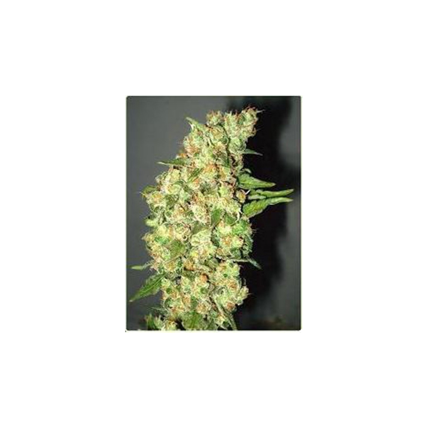Doble Jack de Professional Seeds