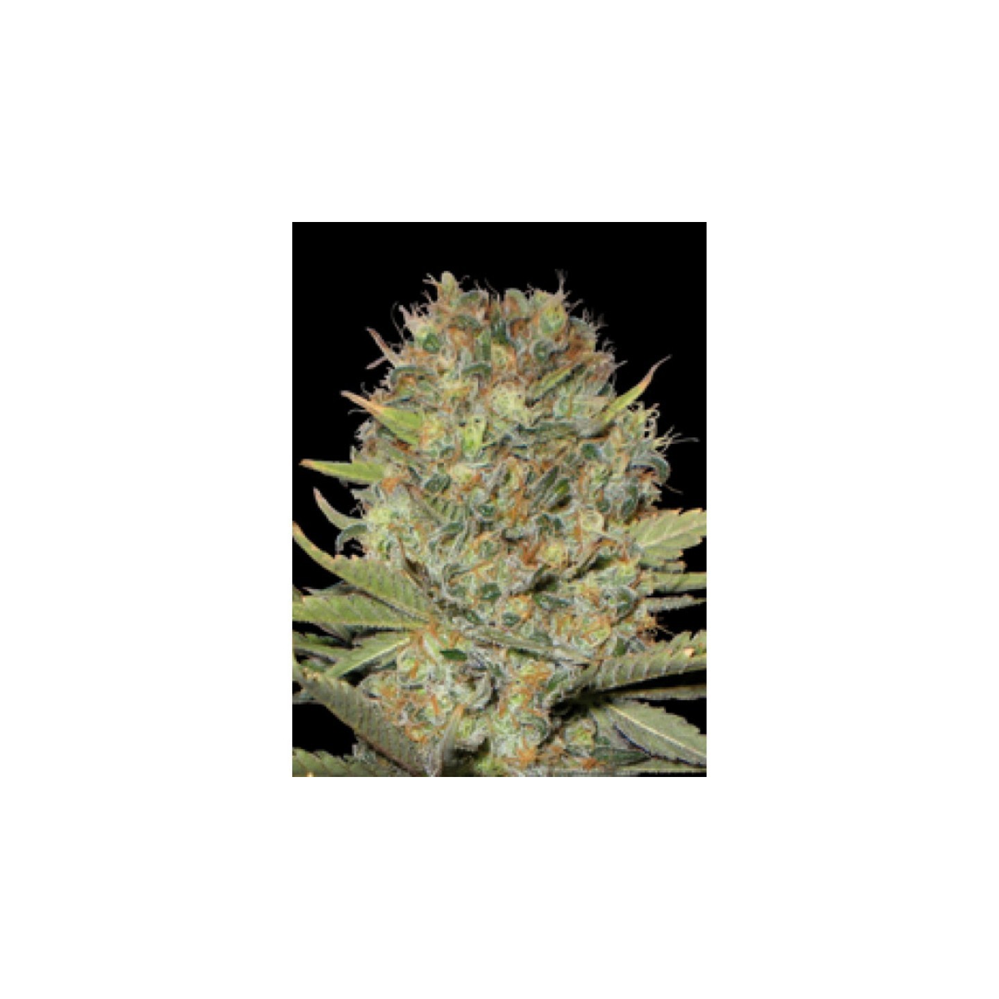Dubble Gum de Professional Seeds