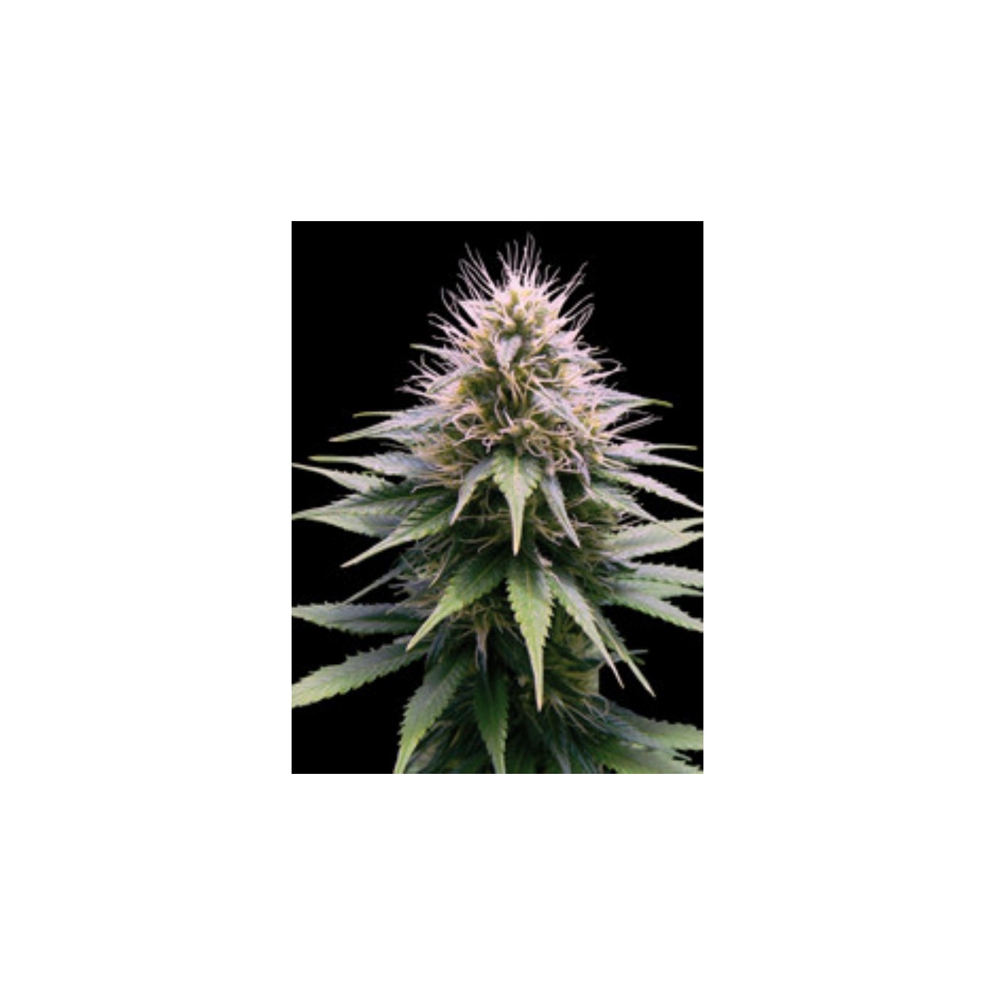 New York Diesel Automatica de Professional Seeds