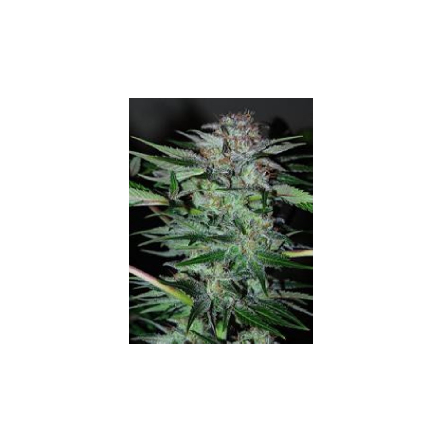 Northern Dwarf Automatica de Professional Seeds