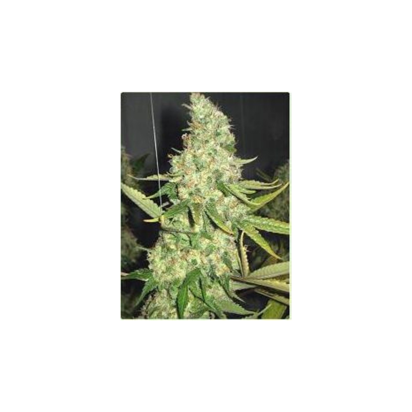 Pure Power Plant de Professional Seeds