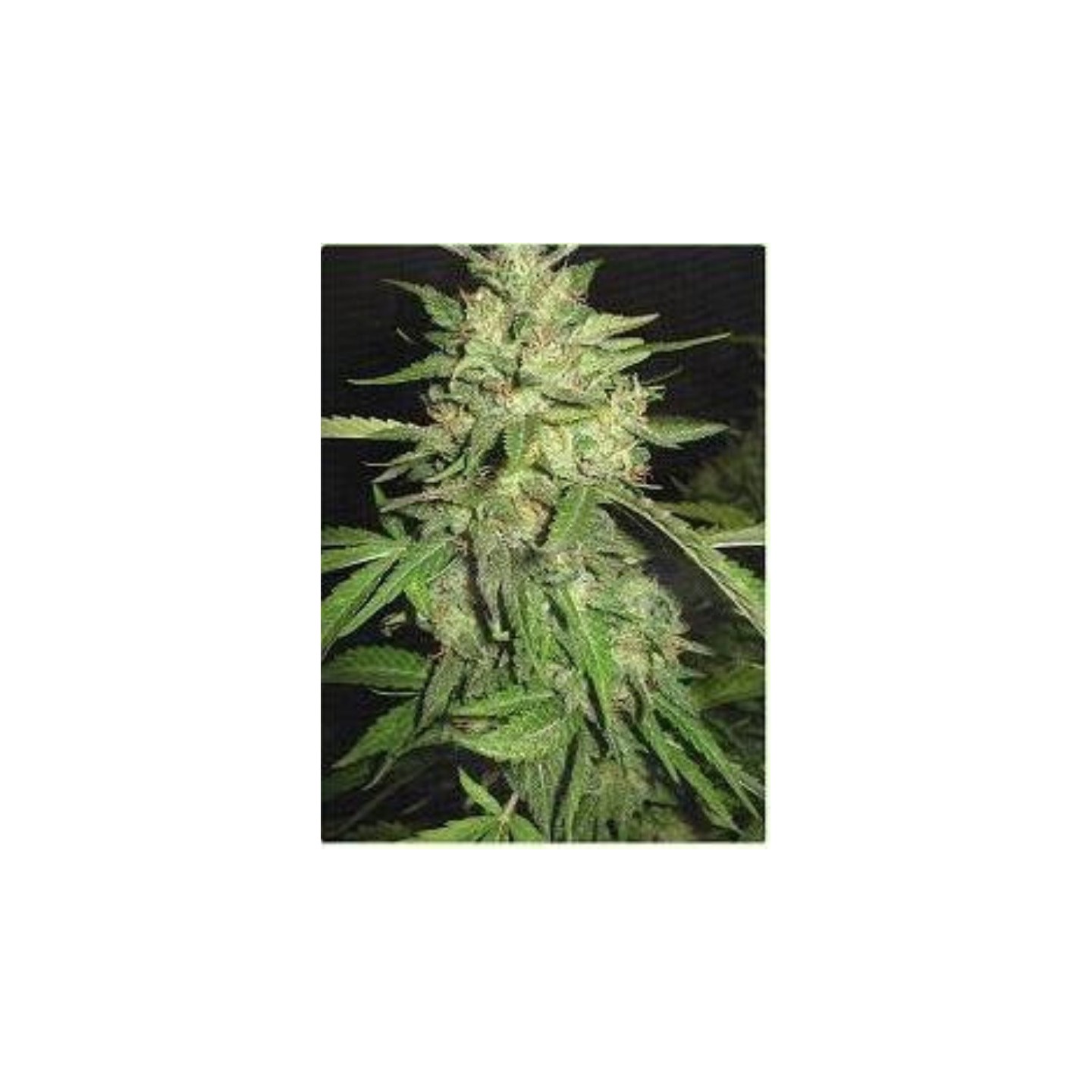 Widow de Professional Seeds
