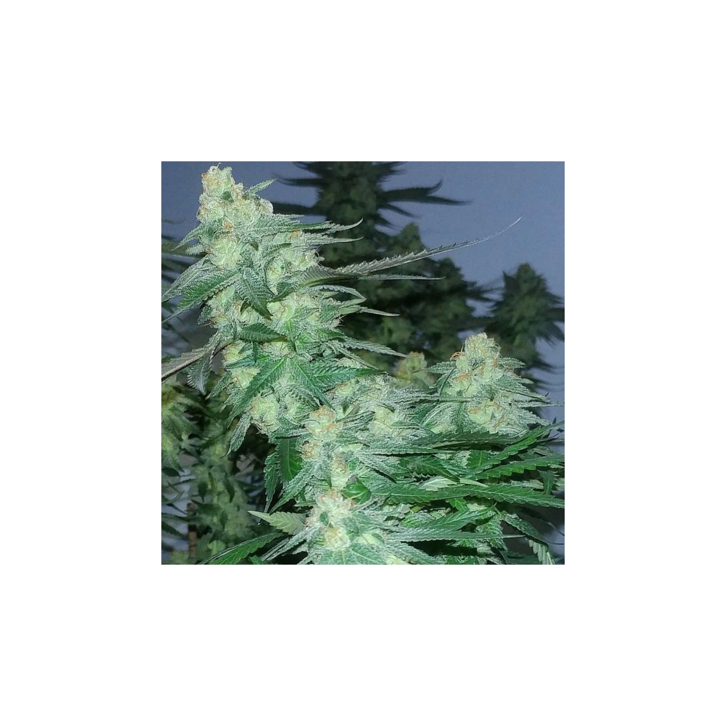 AJ Sour X Key Lime Pie Feminizada de Purple City Genetics